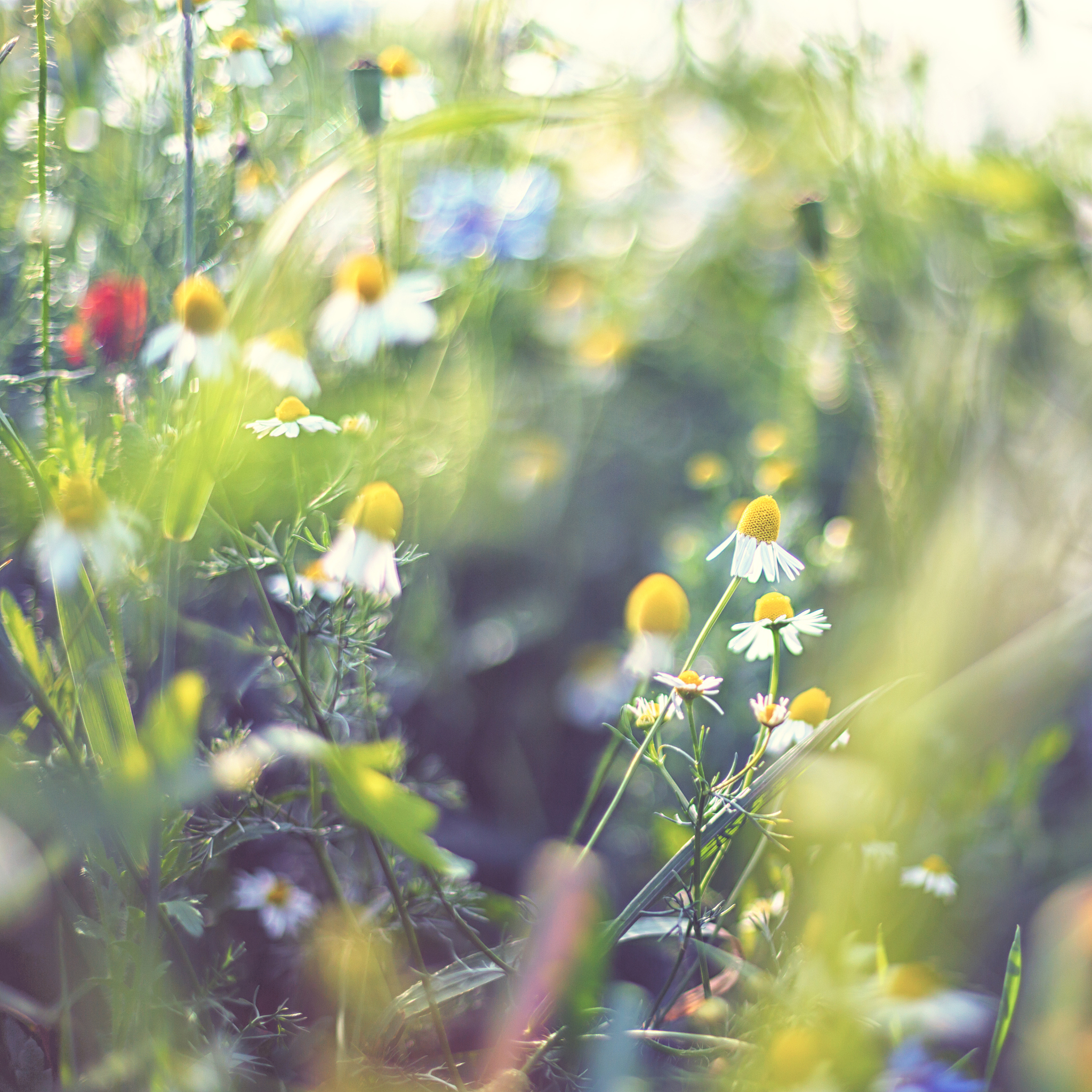 清晨阳光的诗意：感受生命的真谛