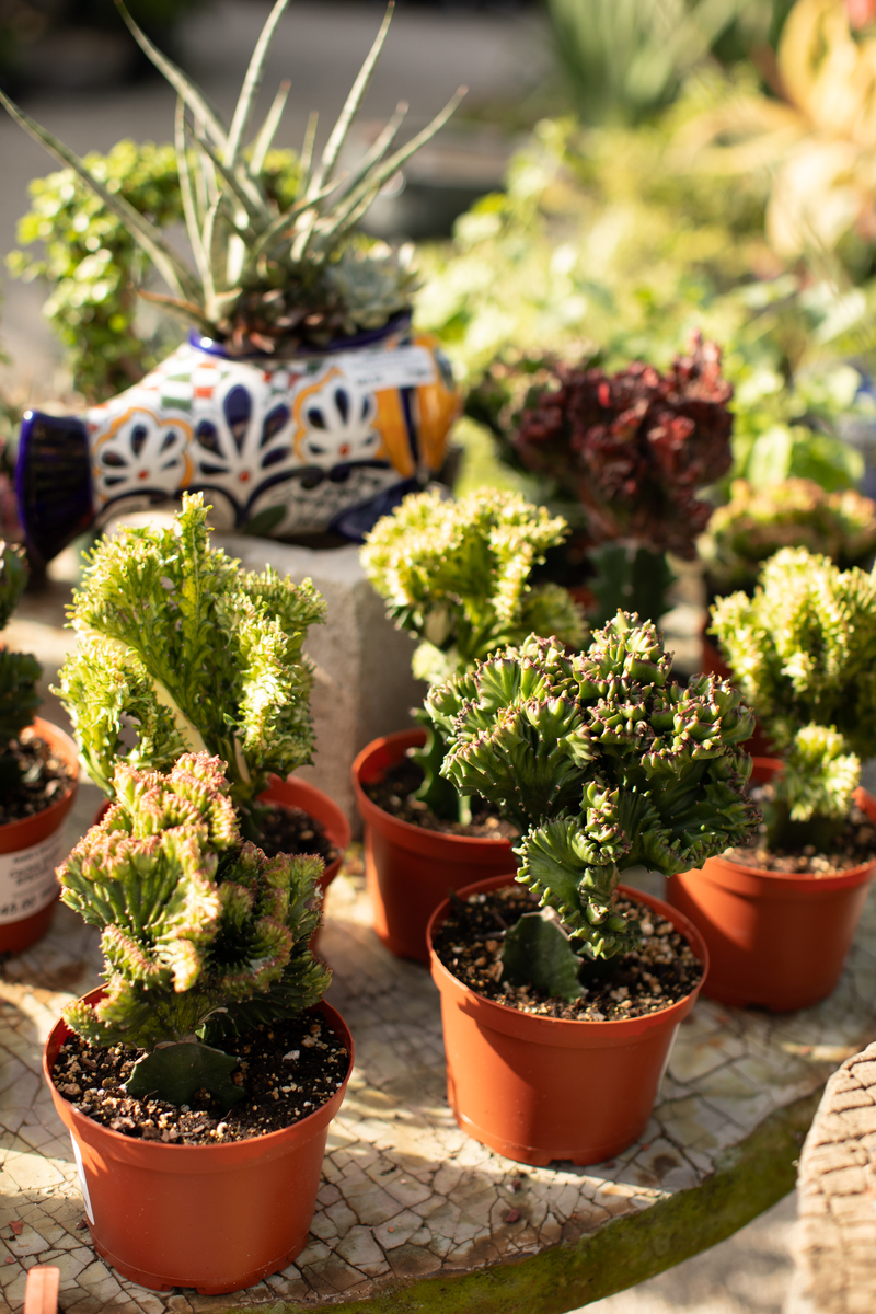 植株彩麒麟和玉麒麟哪个好植株彩麒麟和玉麒麟都是比较好的盆栽植物它们的区别主要在于叶子颜色和外观。彩麒麟的叶片呈现出五颜六色的斑点和图案非常美丽适合用来做室内装饰。而玉麒麟则是叶子呈现出浓绿色的光泽整体看起来比较清爽、自然在园艺爱好者中也非常受欢迎。因此选择哪种植株取决于个人喜好和使用场景。继续