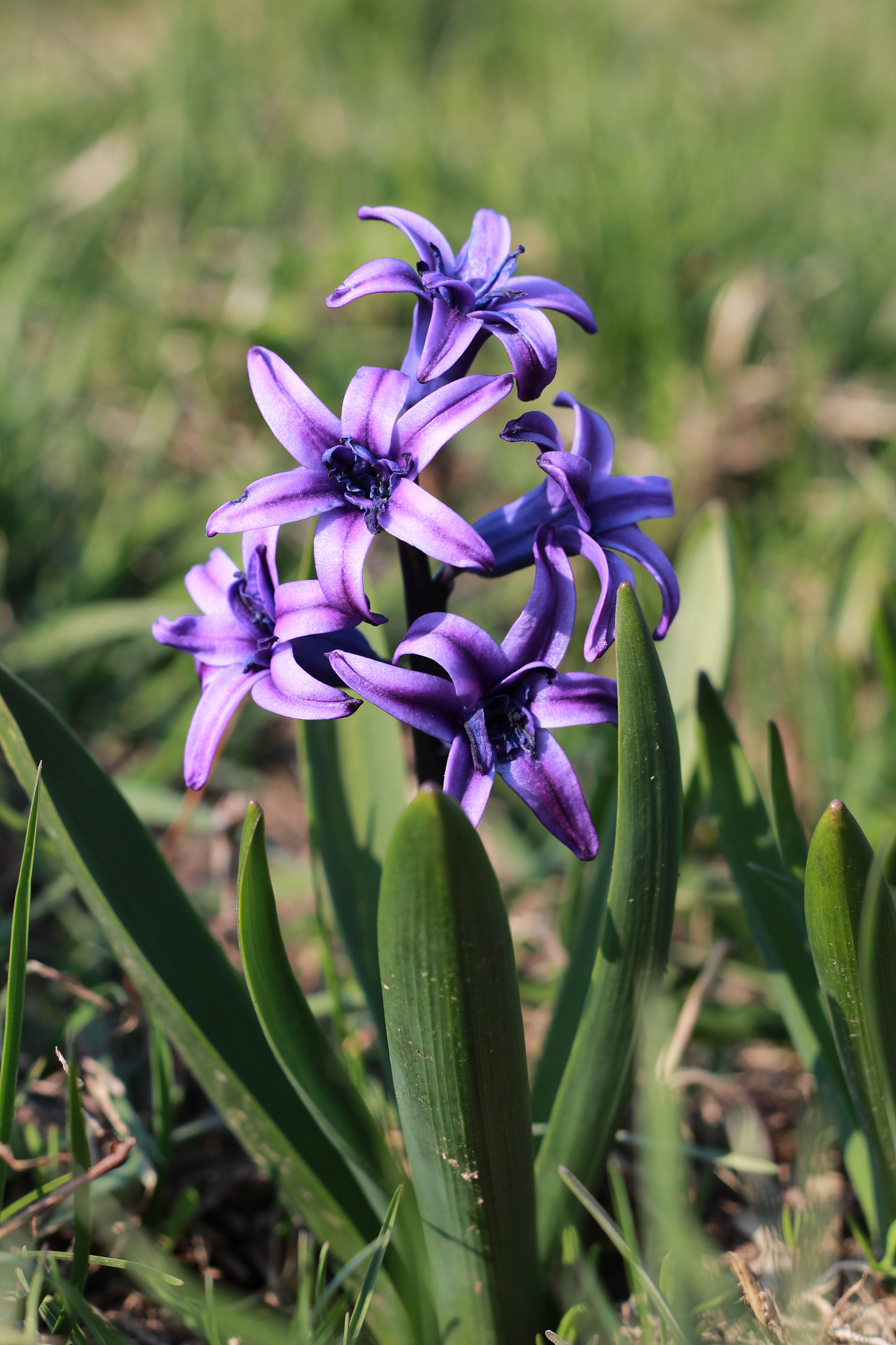 horizontal plan on purple spring flowers in the rays of the sun.