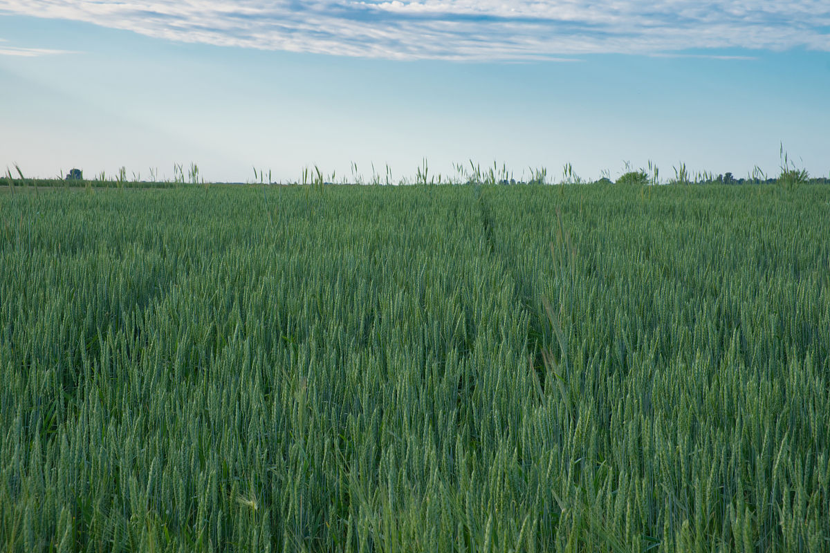 湖南观光农业经营专业中专中职学校推荐：湖南省农业职业技术学院