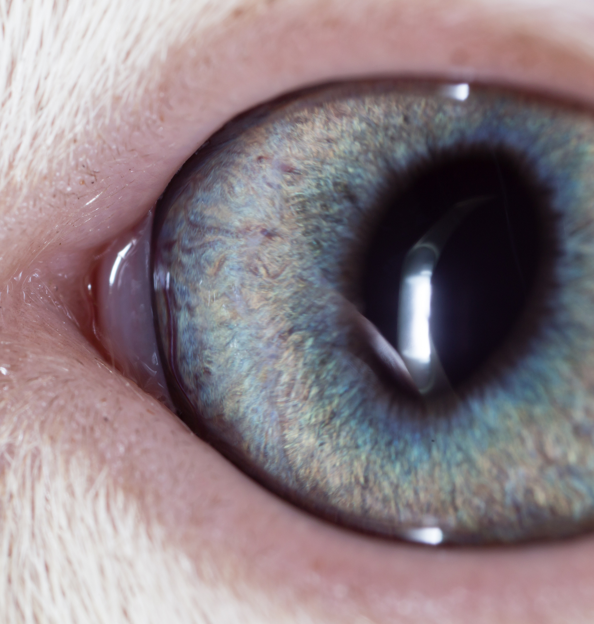 the eye of a small kitten . macro