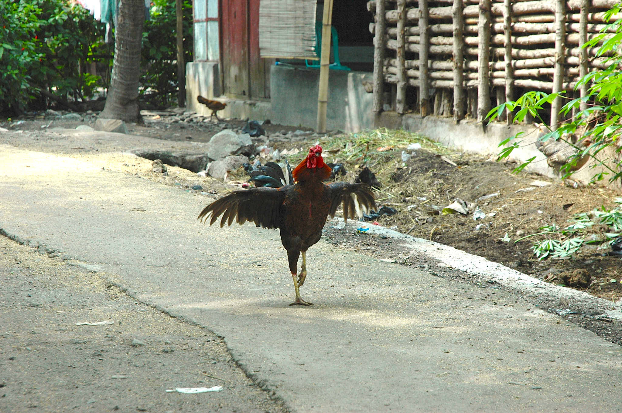 chicken