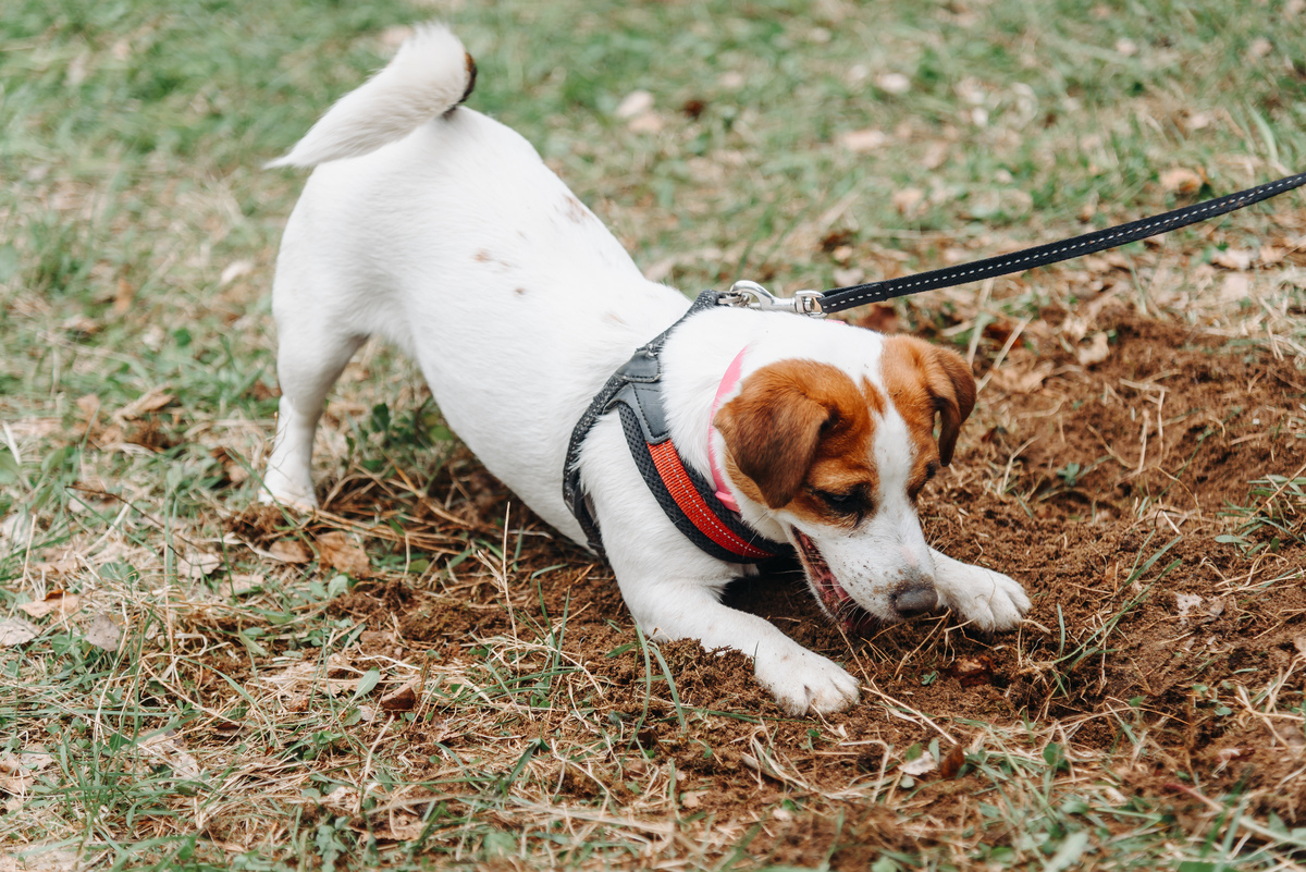 狗狗血小板数量低：原因、治疗及护理