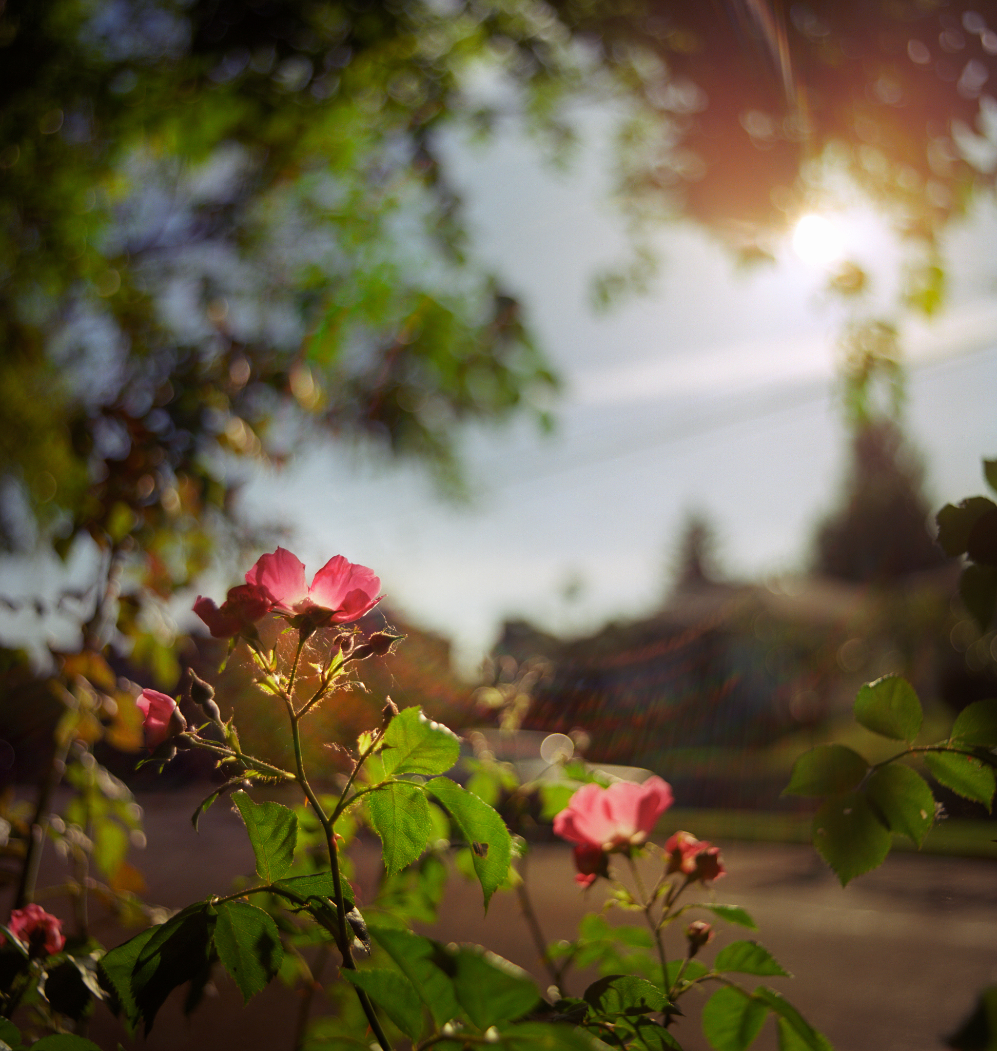 人生第一次的安逸：阳光、静谧、美好