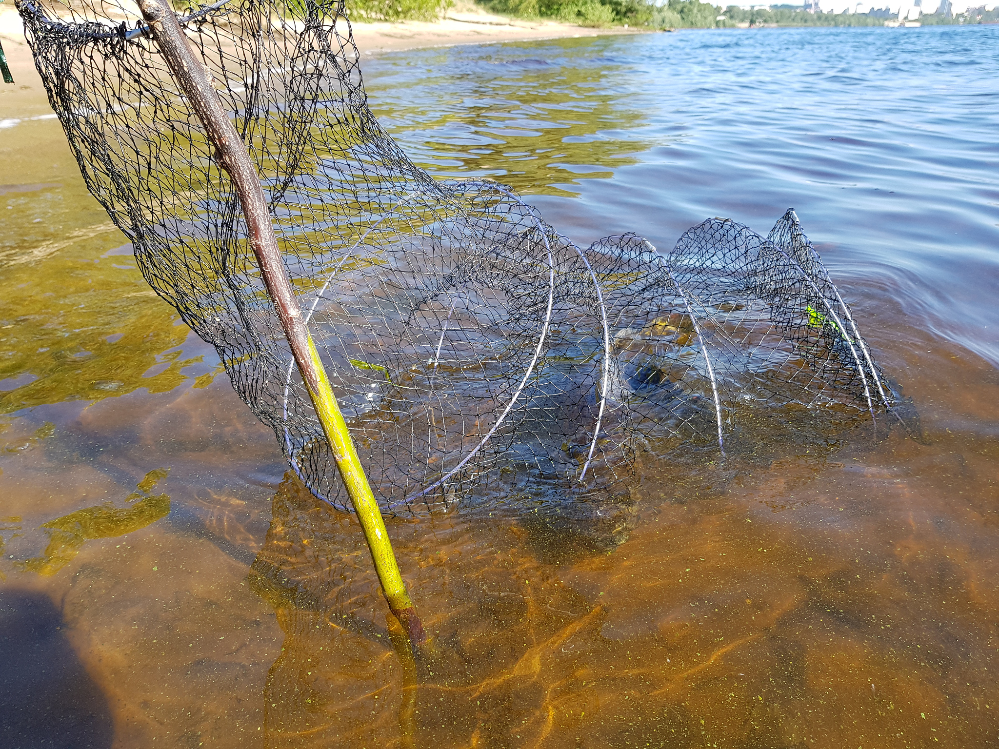 鲫鱼用几指粘网