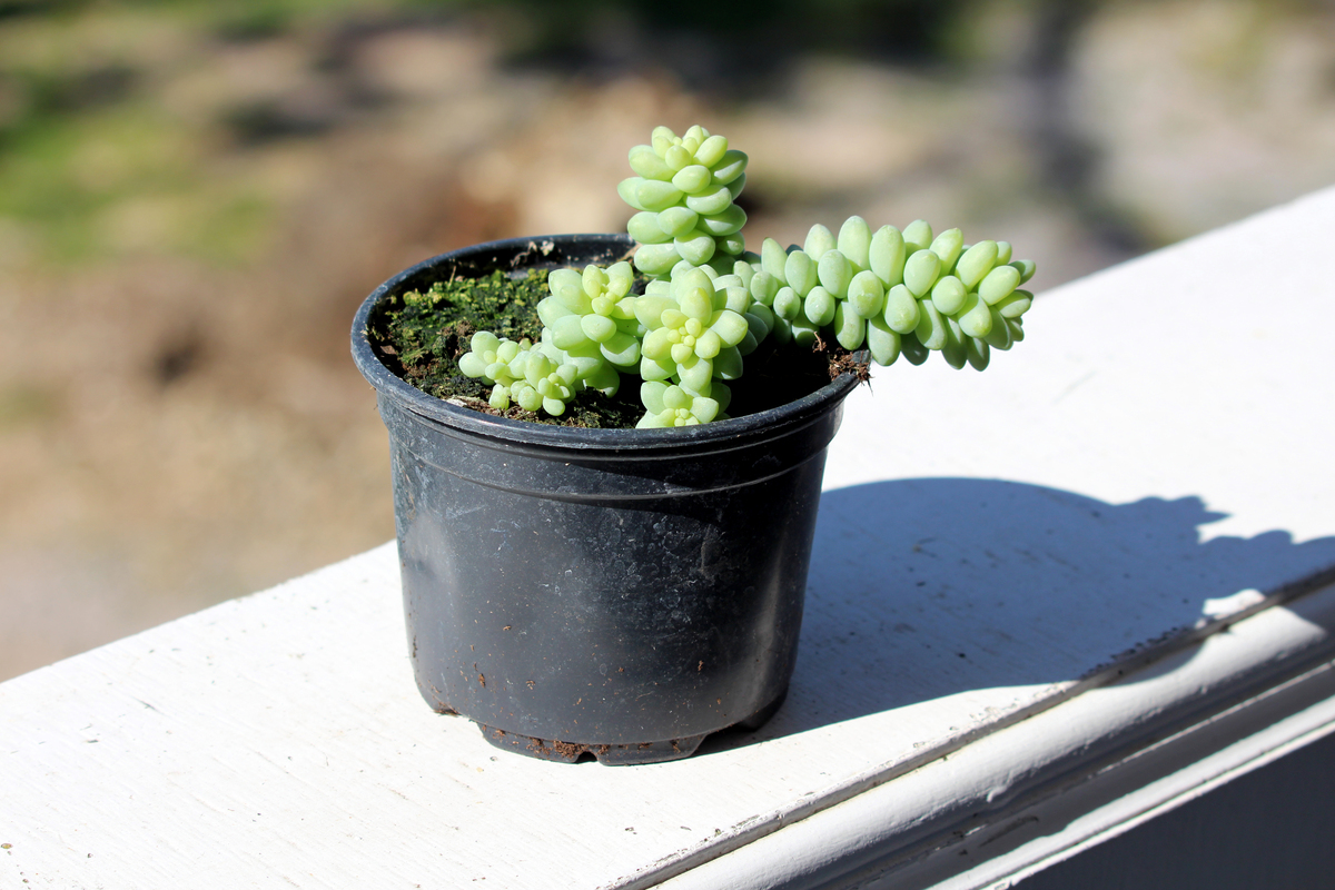 多肉植物掉叶子怎么办?拯救你的肉肉! 多肉植物掉叶子怎么办?拯救你的肉肉!