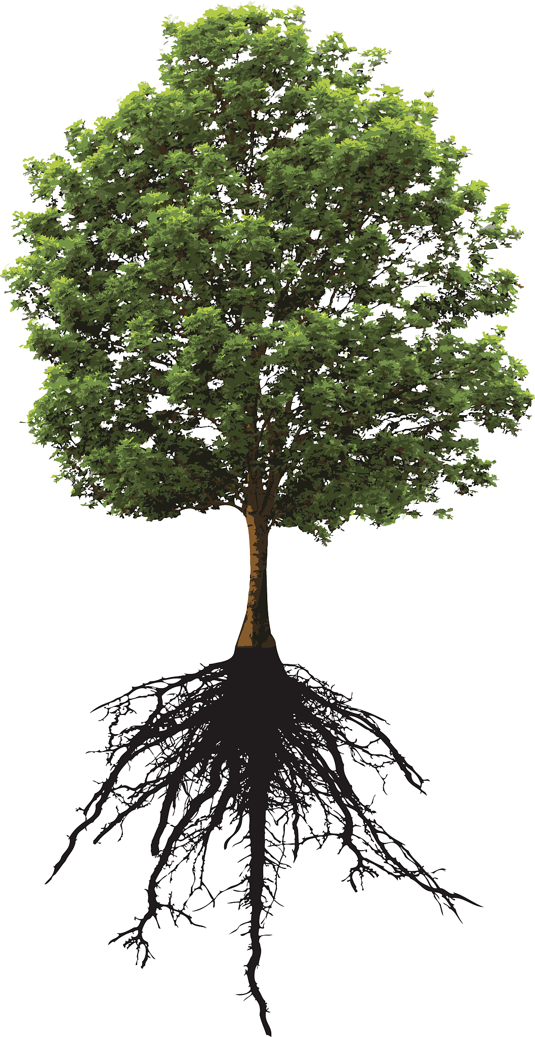 TREES-STRUCTURE AND FUNCTION期刊的介绍？