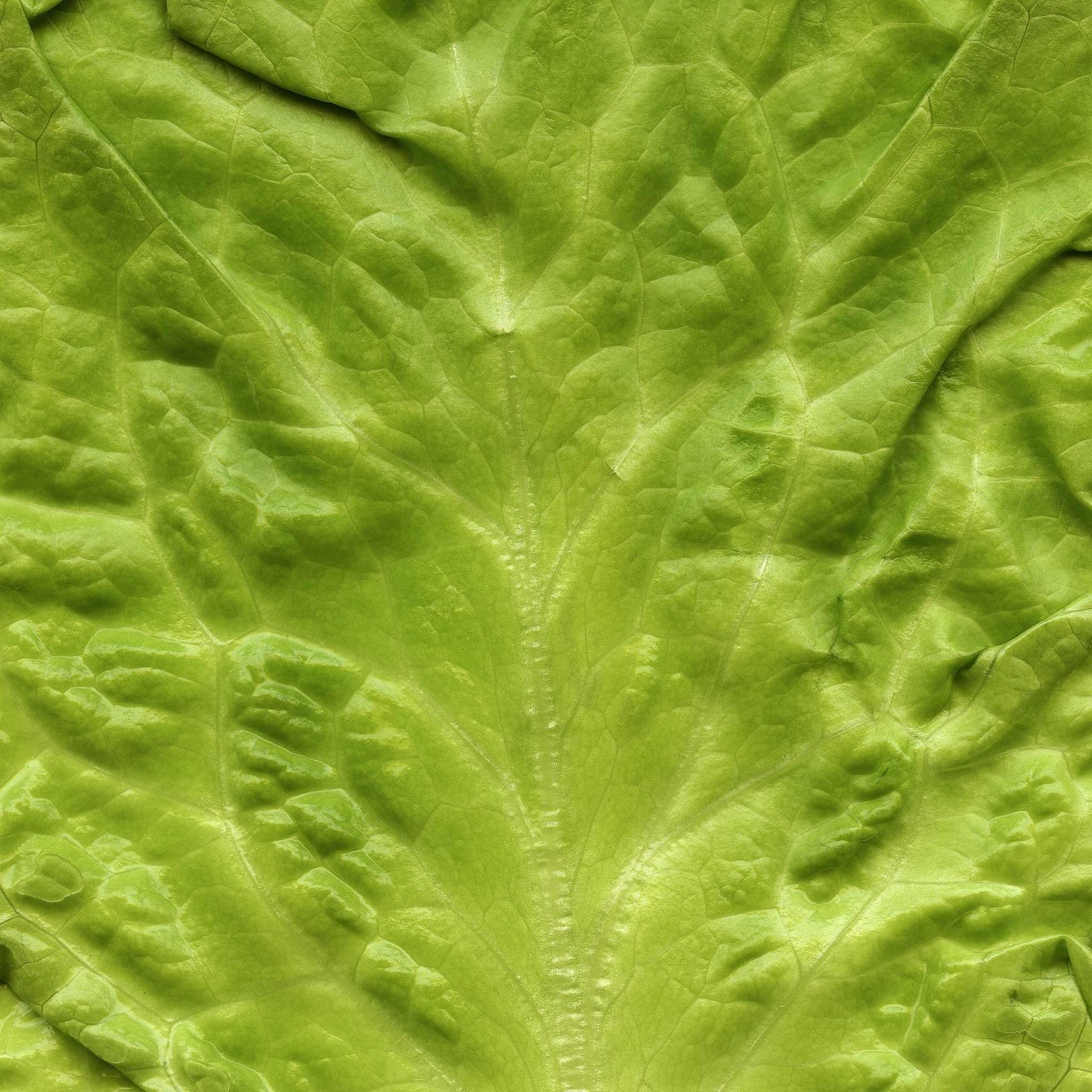 光合作用：植物如何制造食物