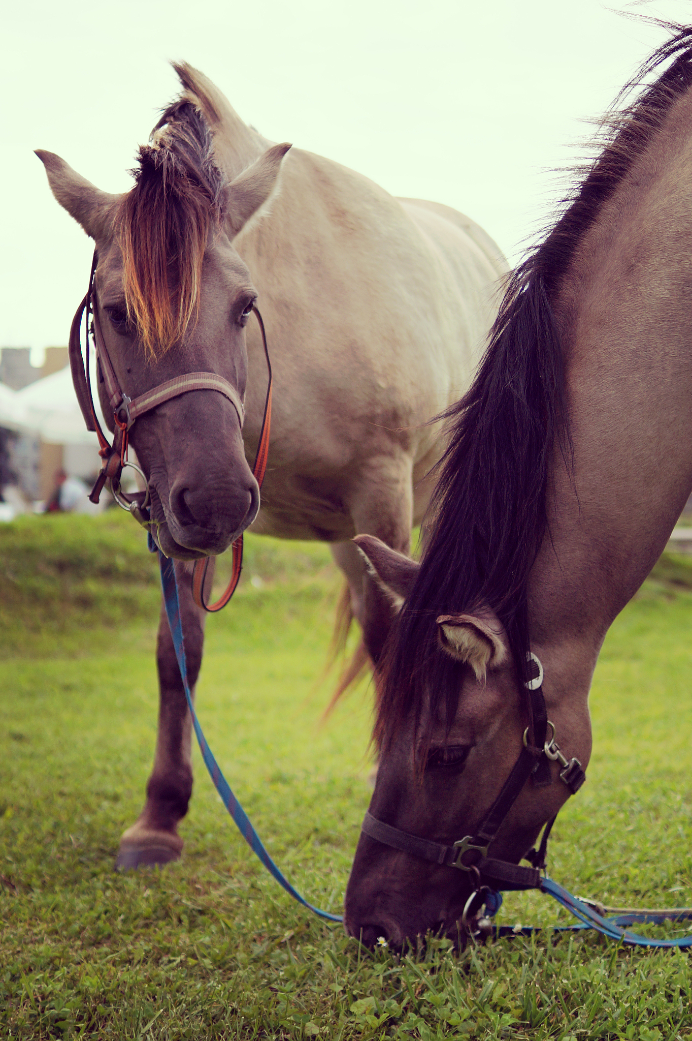 horses