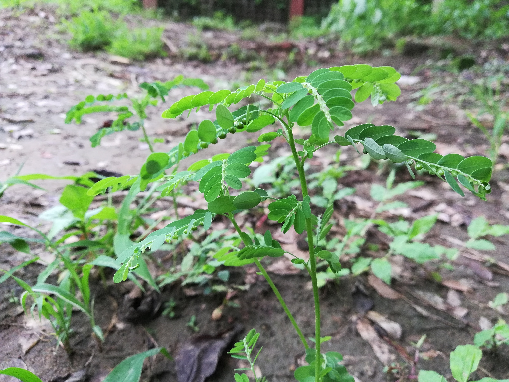 gale of the wind,stonebreaker, seed under leaf, phyllanthus niru