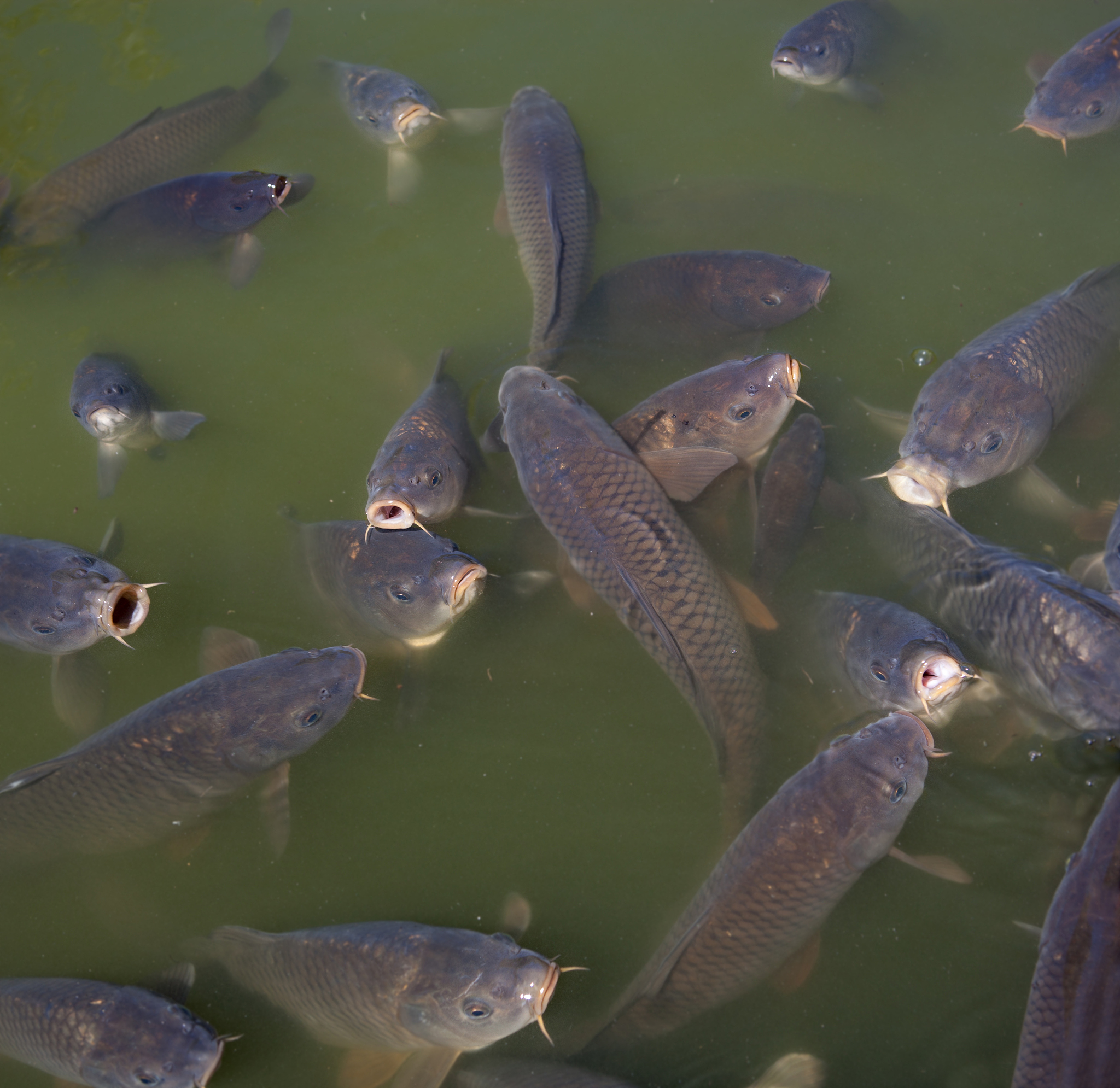 黄岩鸟山水库钓鱼攻略：哪些鱼可以钓？