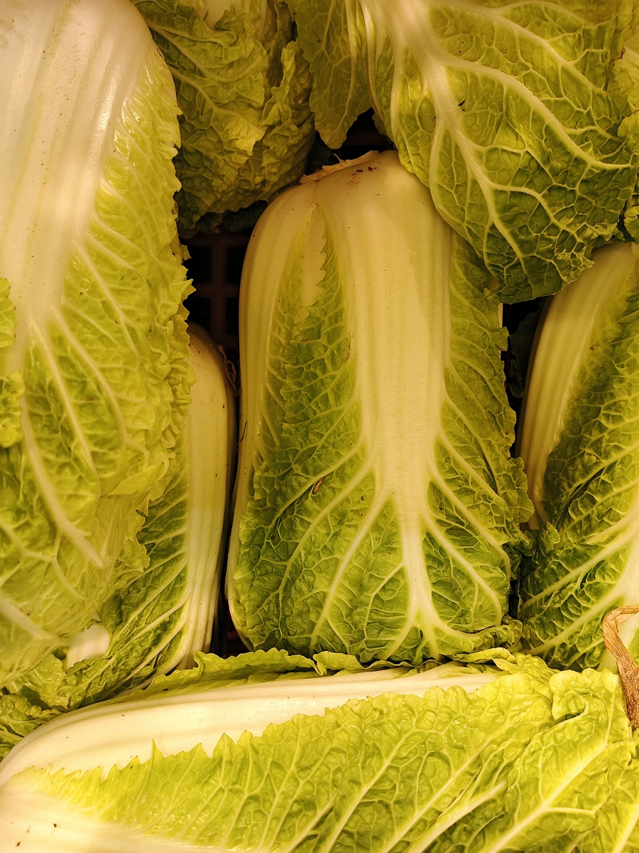 白菜的特点：外形、颜色、味道、营养和用途