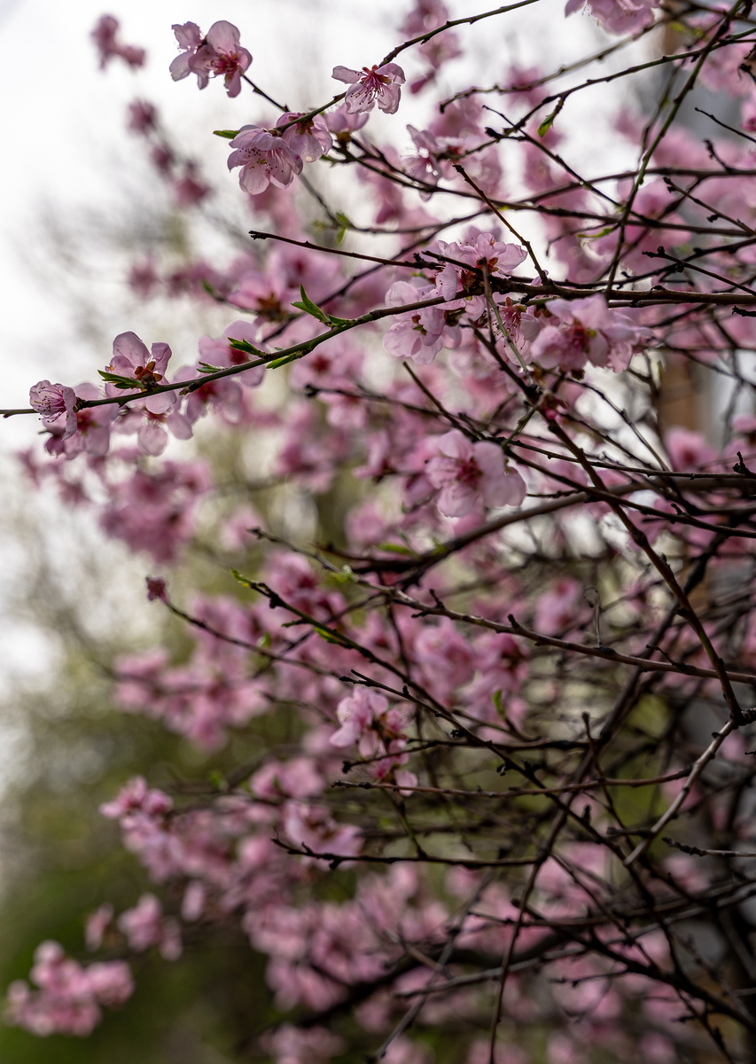 粉红花朵盛开树枝，如梦似幻的春天写真