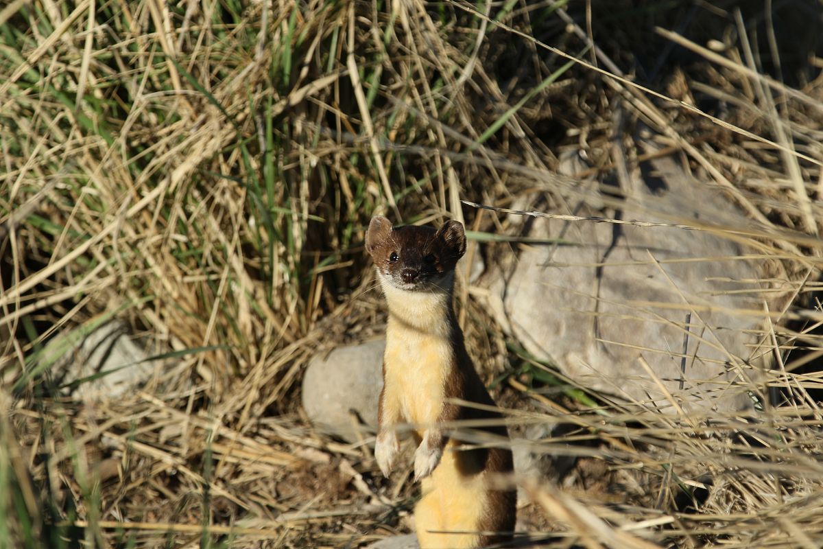 黄鼠狼怕什么气味怎么驱赶