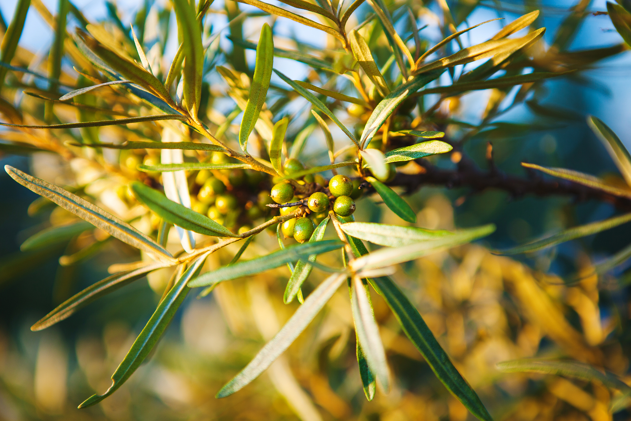 儿童入学成熟水平评估：反思与建议