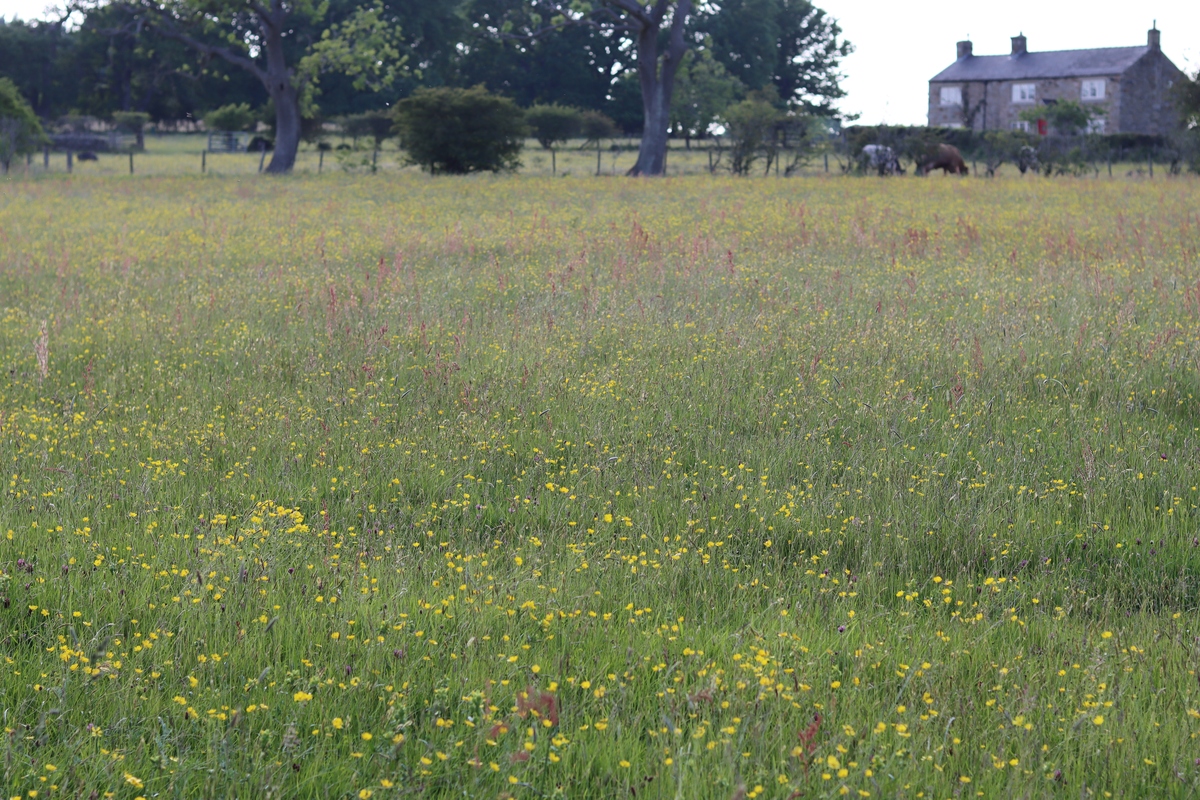 乡村遍地野花香