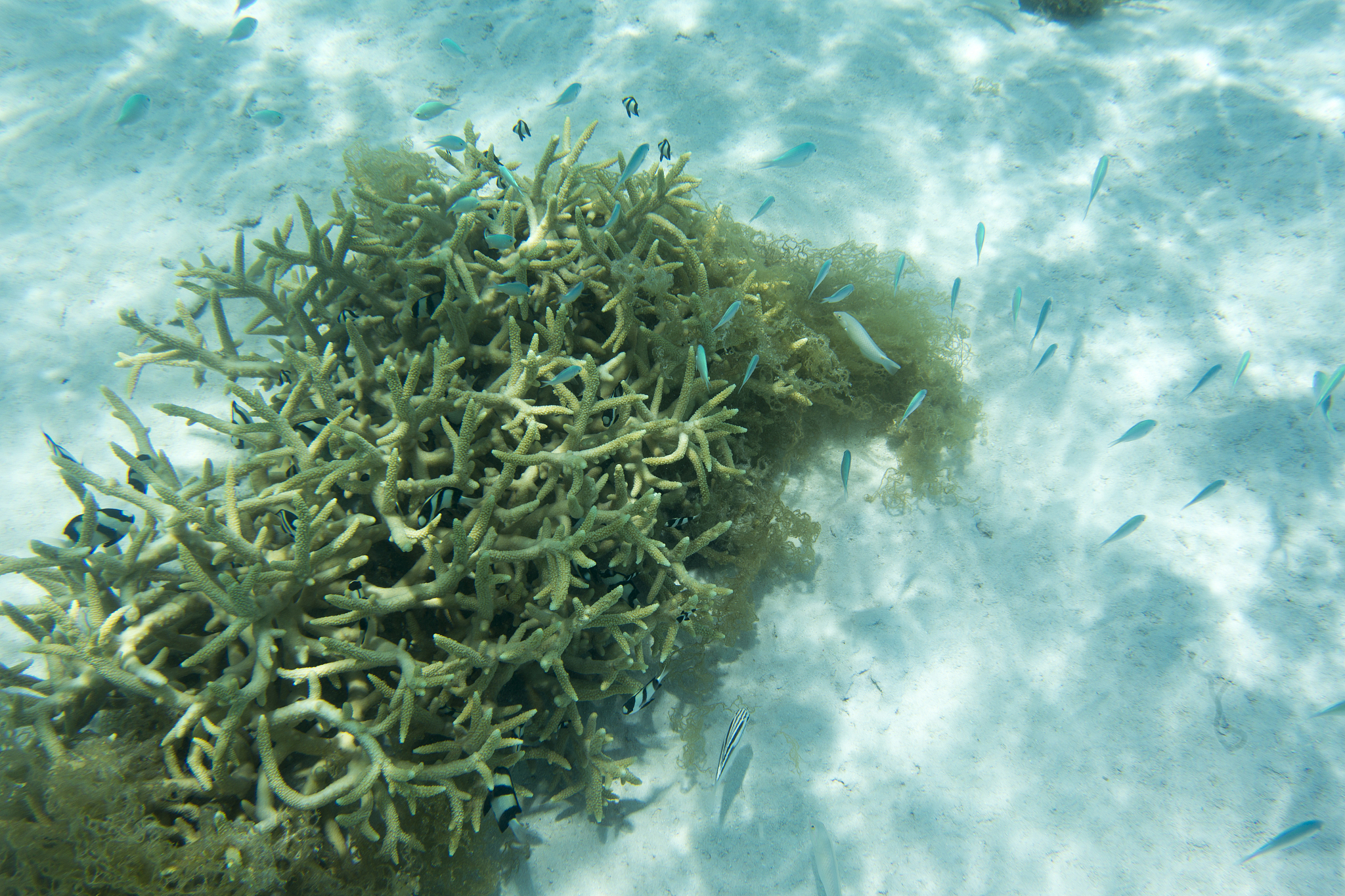 acropora coral and many fishes