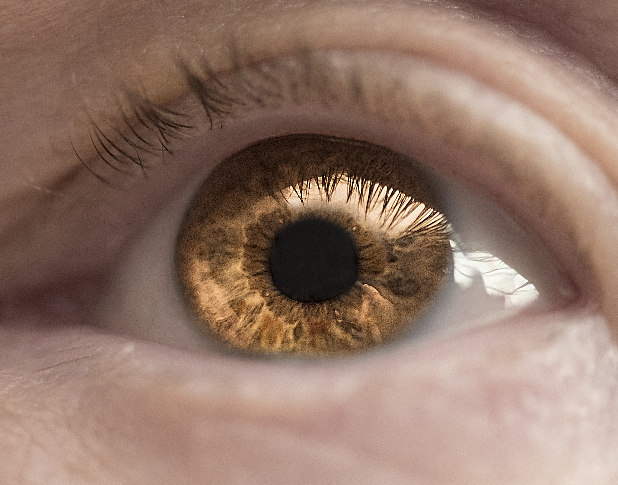 copper brown eye