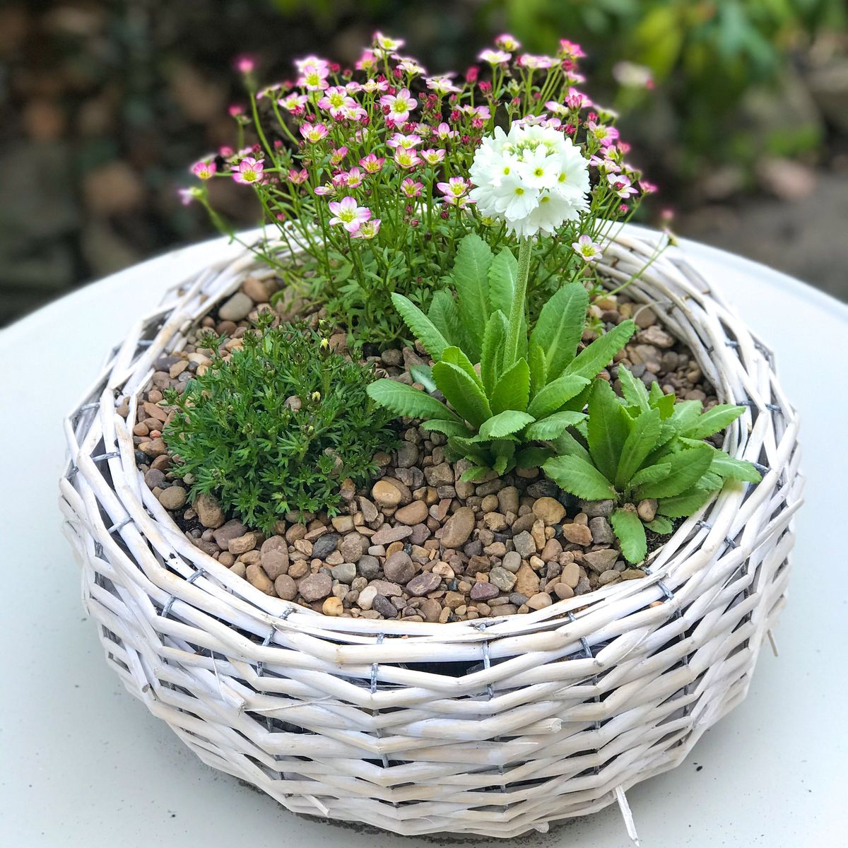 苔藓球、长春花、虎刺梅养护技巧：室内绿植养护指南