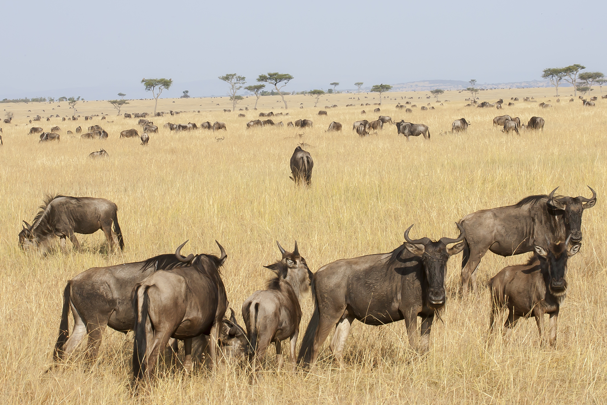 black wildebeest herd