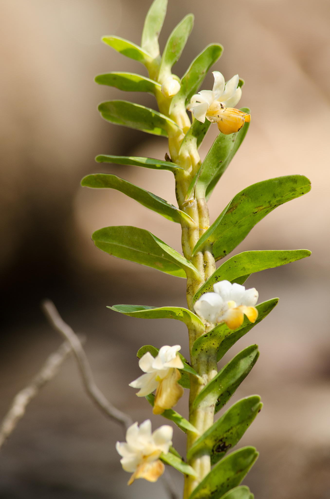 dendrobium ellipsophyllum is beautiful flower and have white, ye
