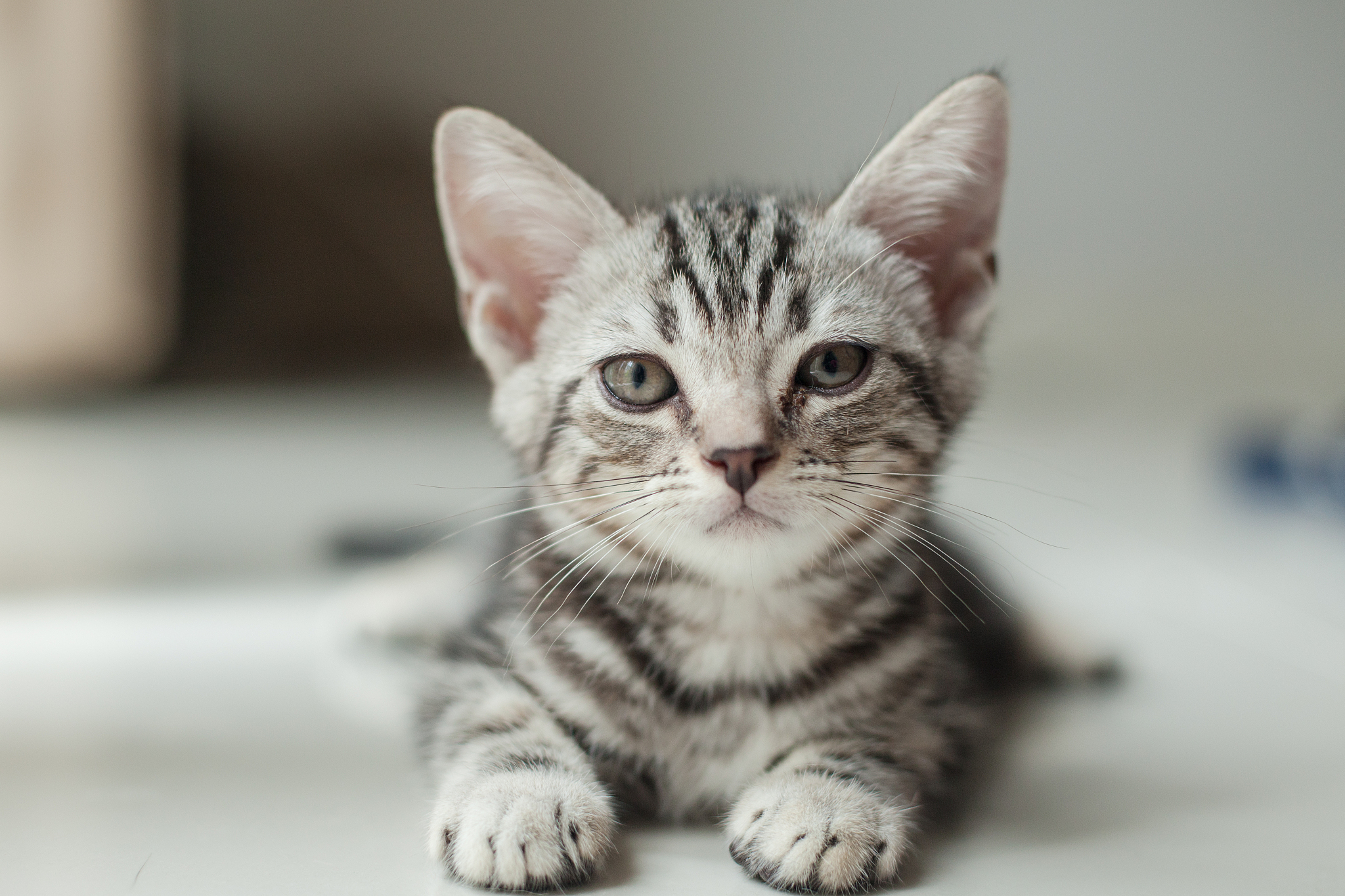 baby cat scottish fold in my house