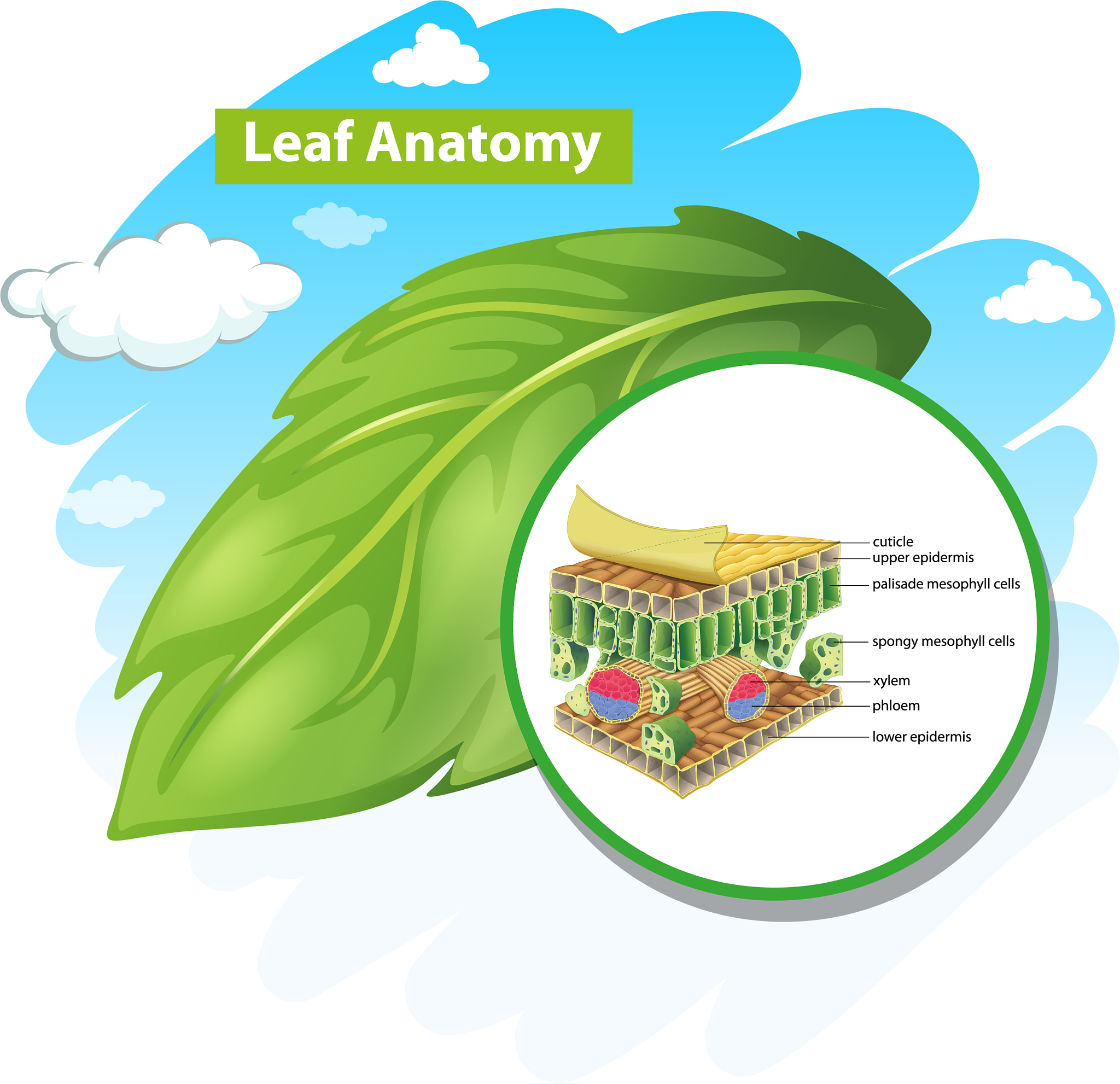 植物呼吸消耗的能量的占比