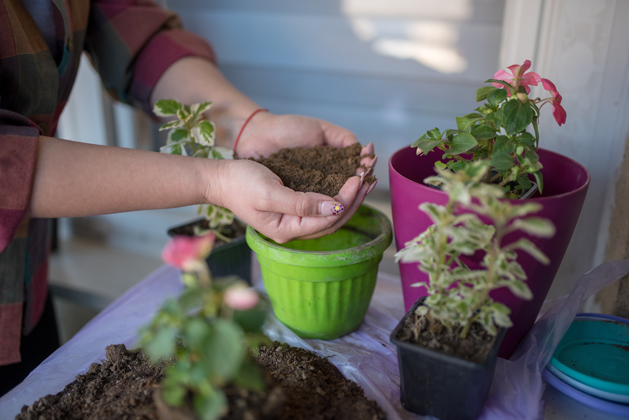 淘米水发酵多久浇花最好？教你轻松养护花卉