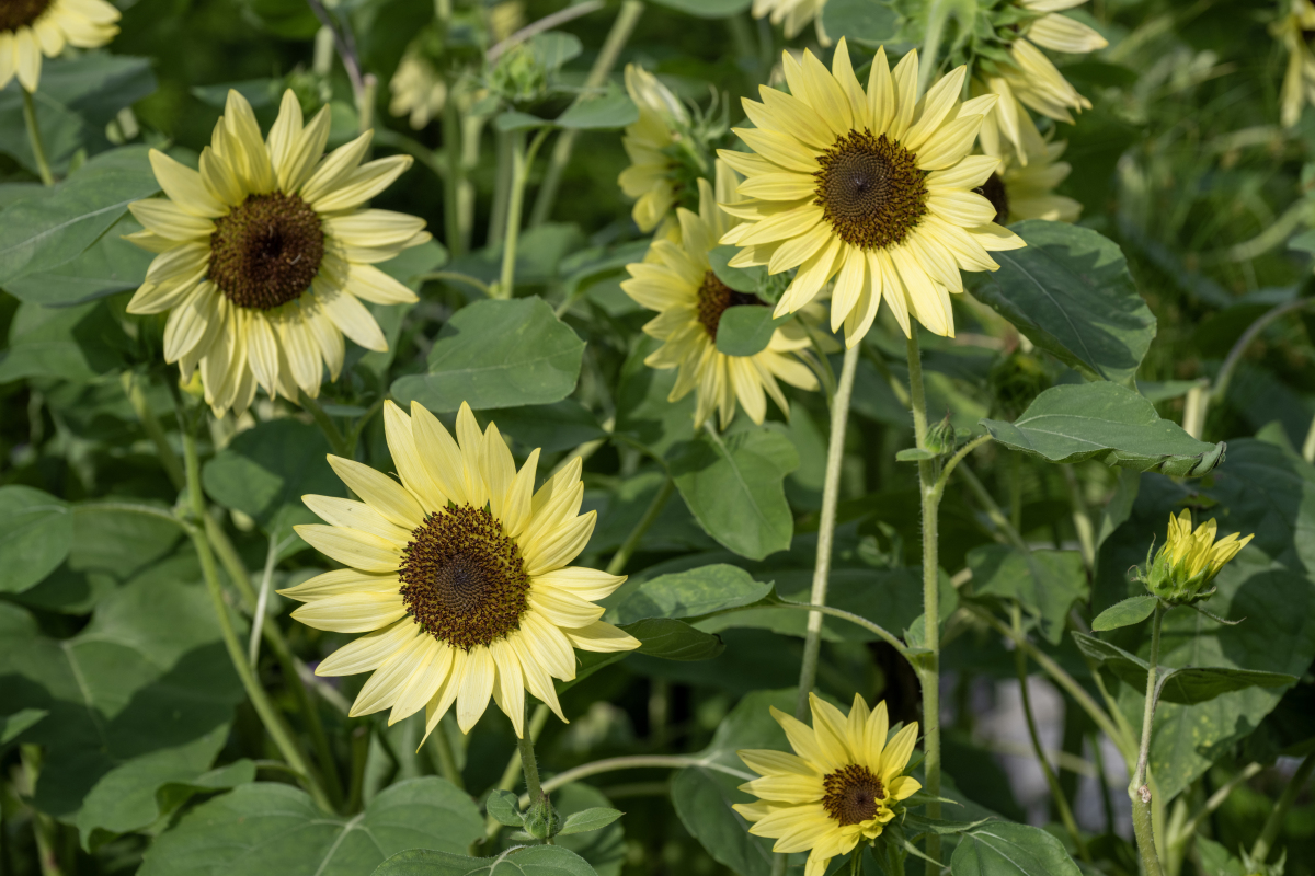 天葵种植指南：影响天葵生长的关键因素