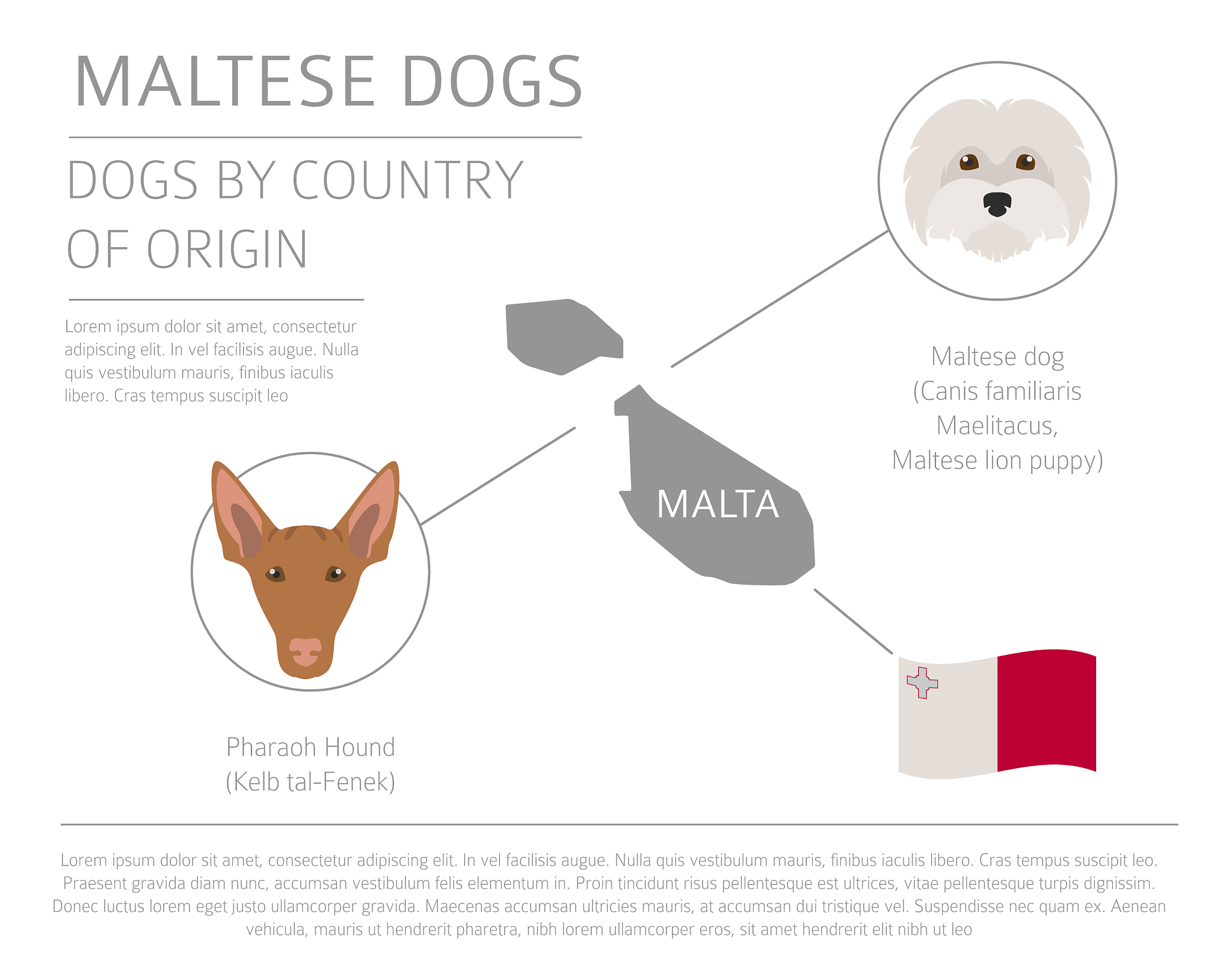 针对时尚设计师如何进行宠物产品营销