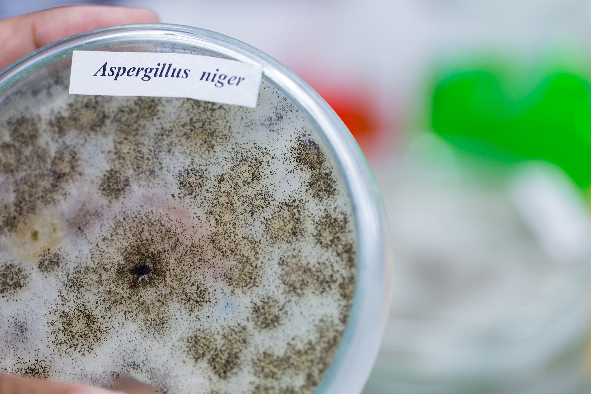 盒子里面蛋糕的霉会跑到盒子外吗帮我用210字详细描述