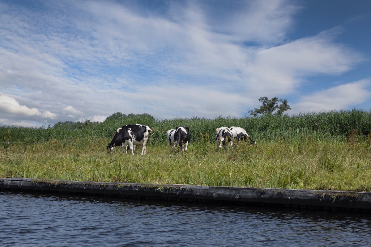 Bacopa monnieri Condensed Tannins: Effects on Lake Sheep Growth and Rumen Microbiota