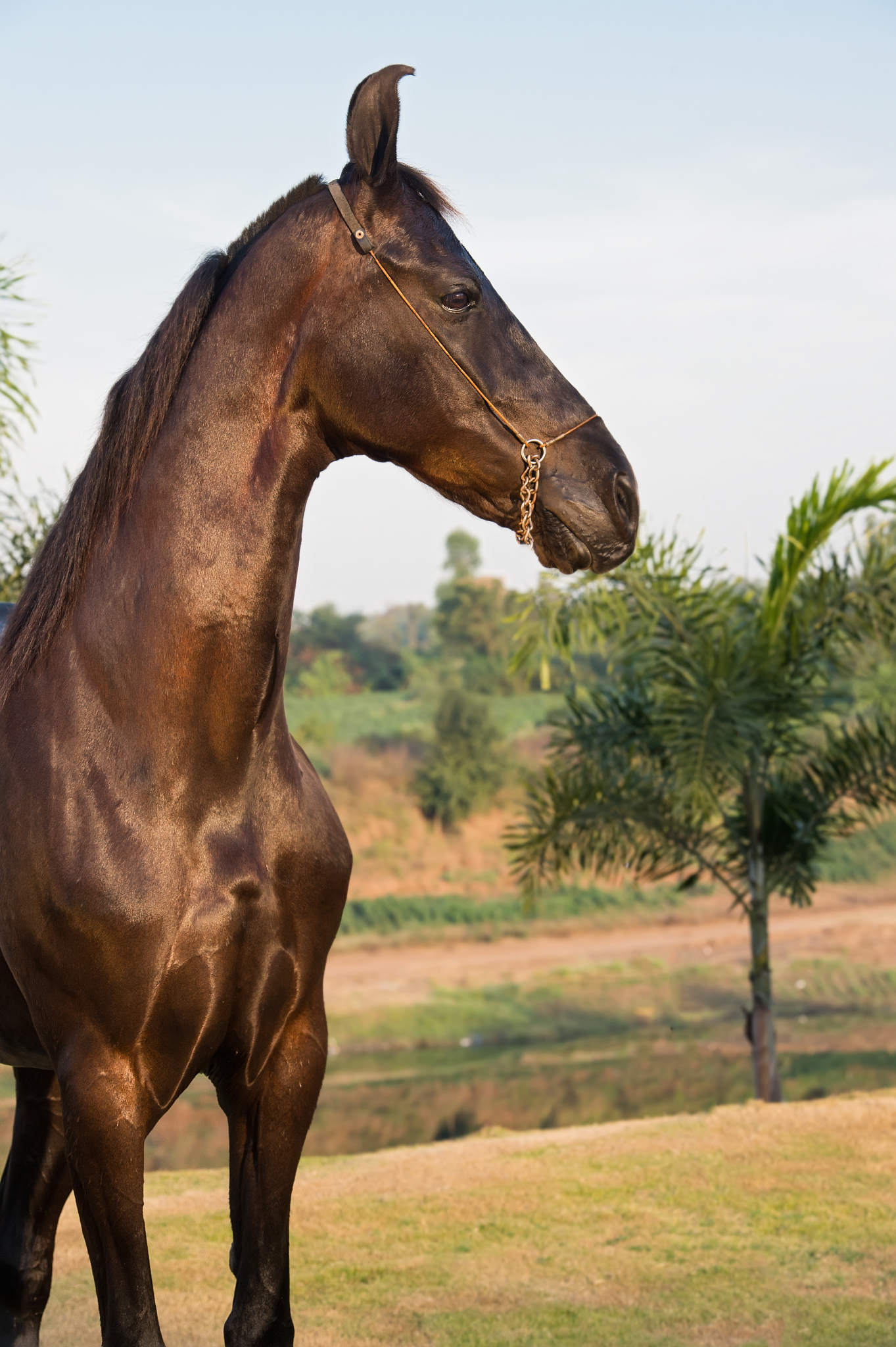 portrait of black marwari mare  posing nearly river. gujarat, in