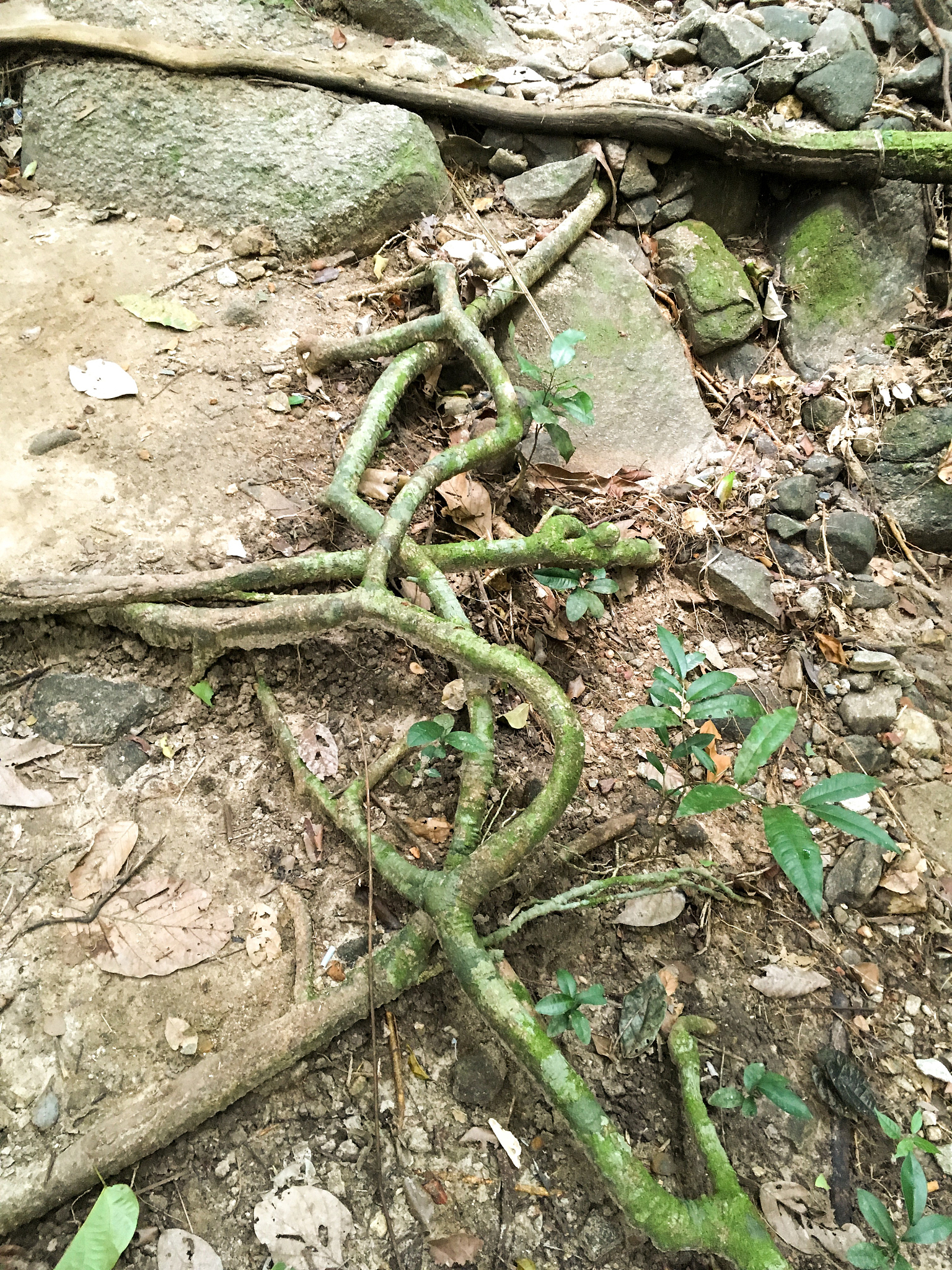 玉树烂根怎么办