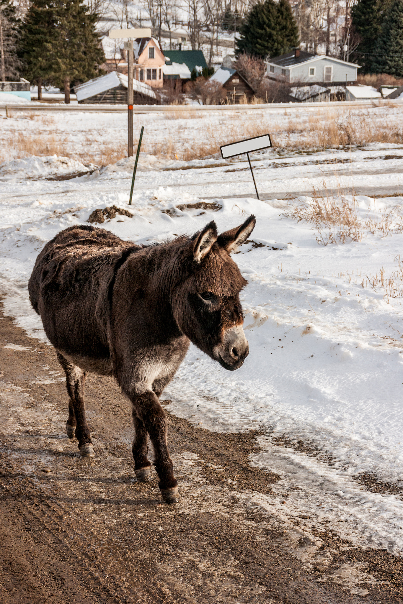 donkey with bangs
