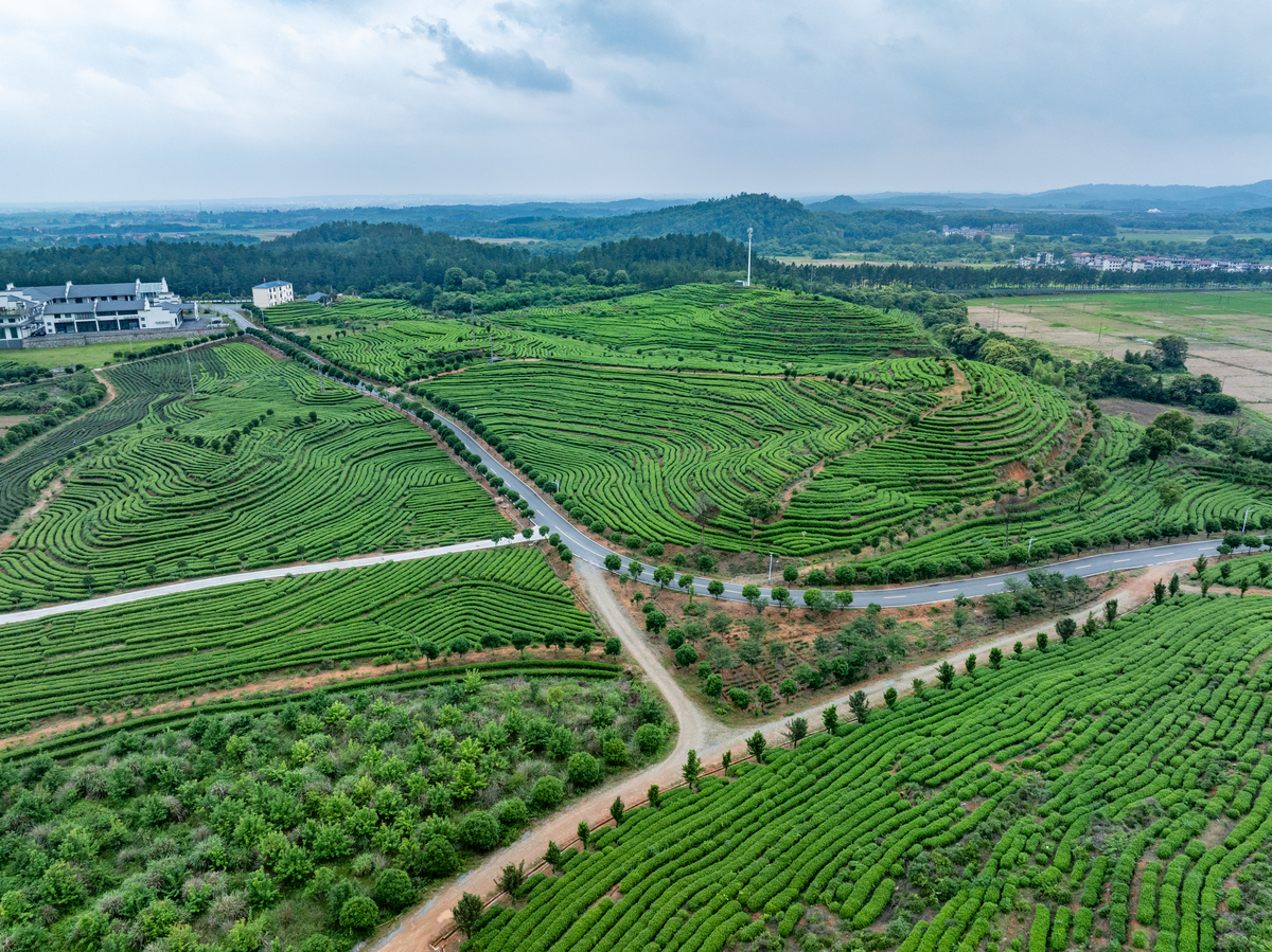 茶园植树的5大益处：改善环境，提高效益