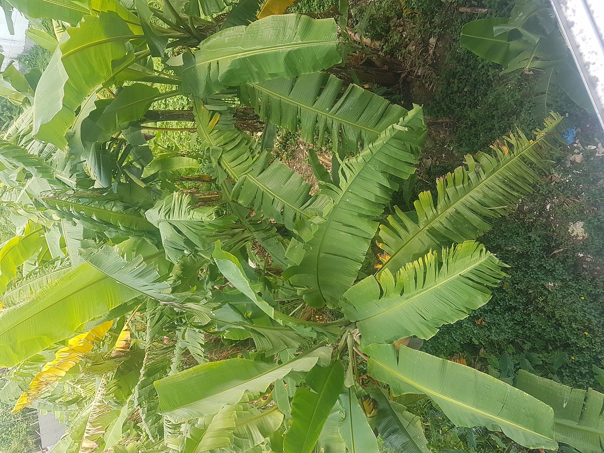 Acta Scientiarum Polonorum-Hortorum Cultus期刊投稿指南：哪些类型的稿件可以发表？