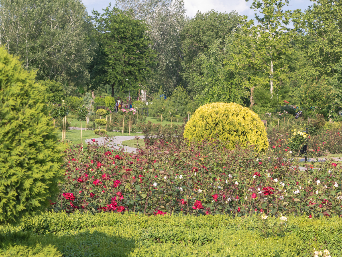 论述乡土植物在西安市兴庆公园中的应用调查