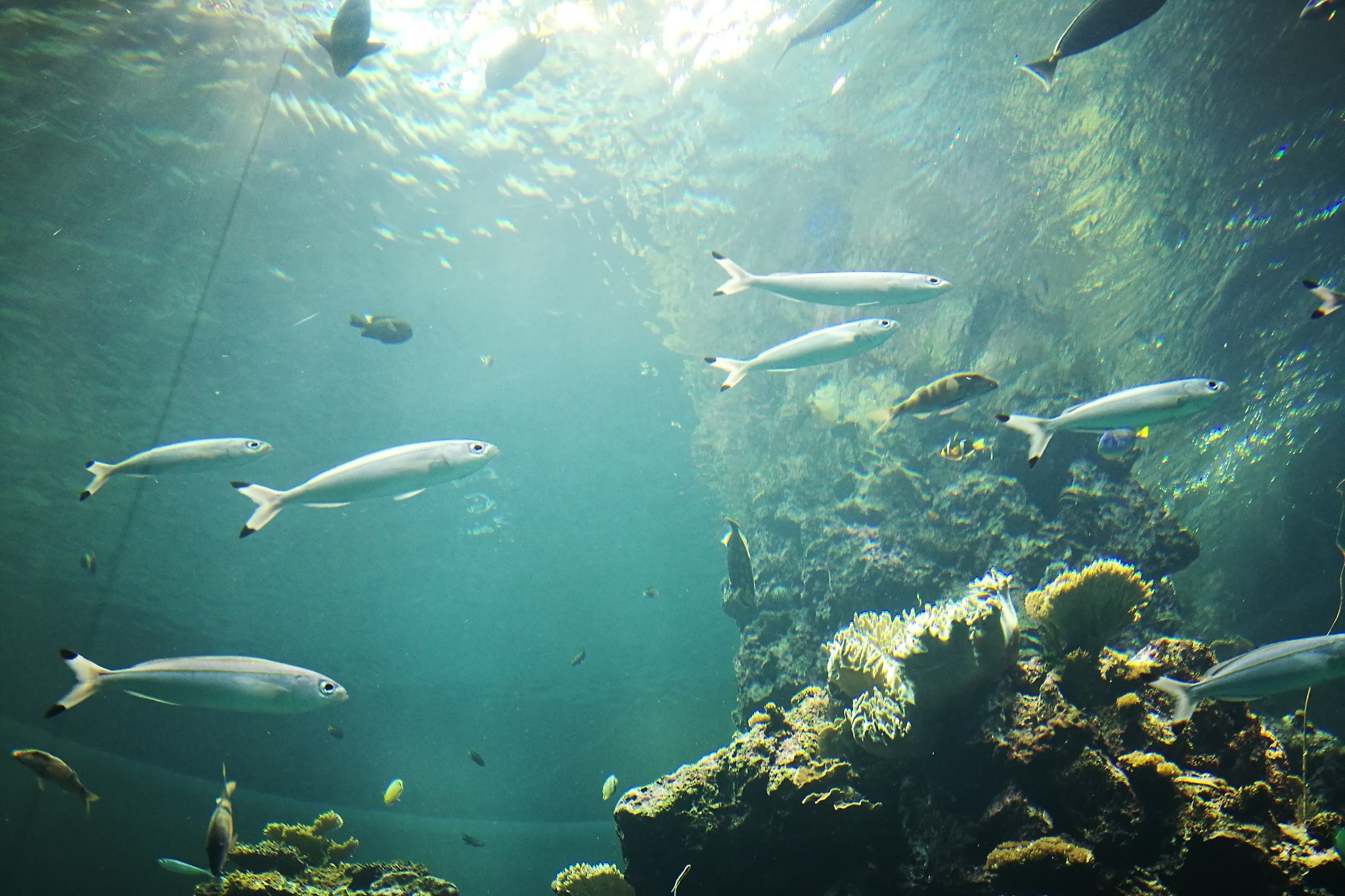 探索奇妙海洋世界：生物多样性与生态奇观