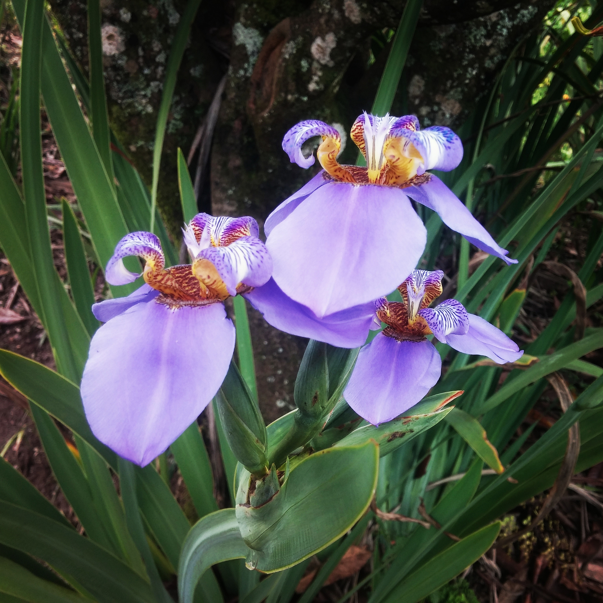close-up of flowers and leaves