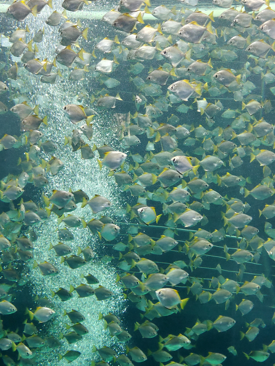 海里的“草食动物”：叶羊和绿叶海阔鱼，吃草就能光合作用！
