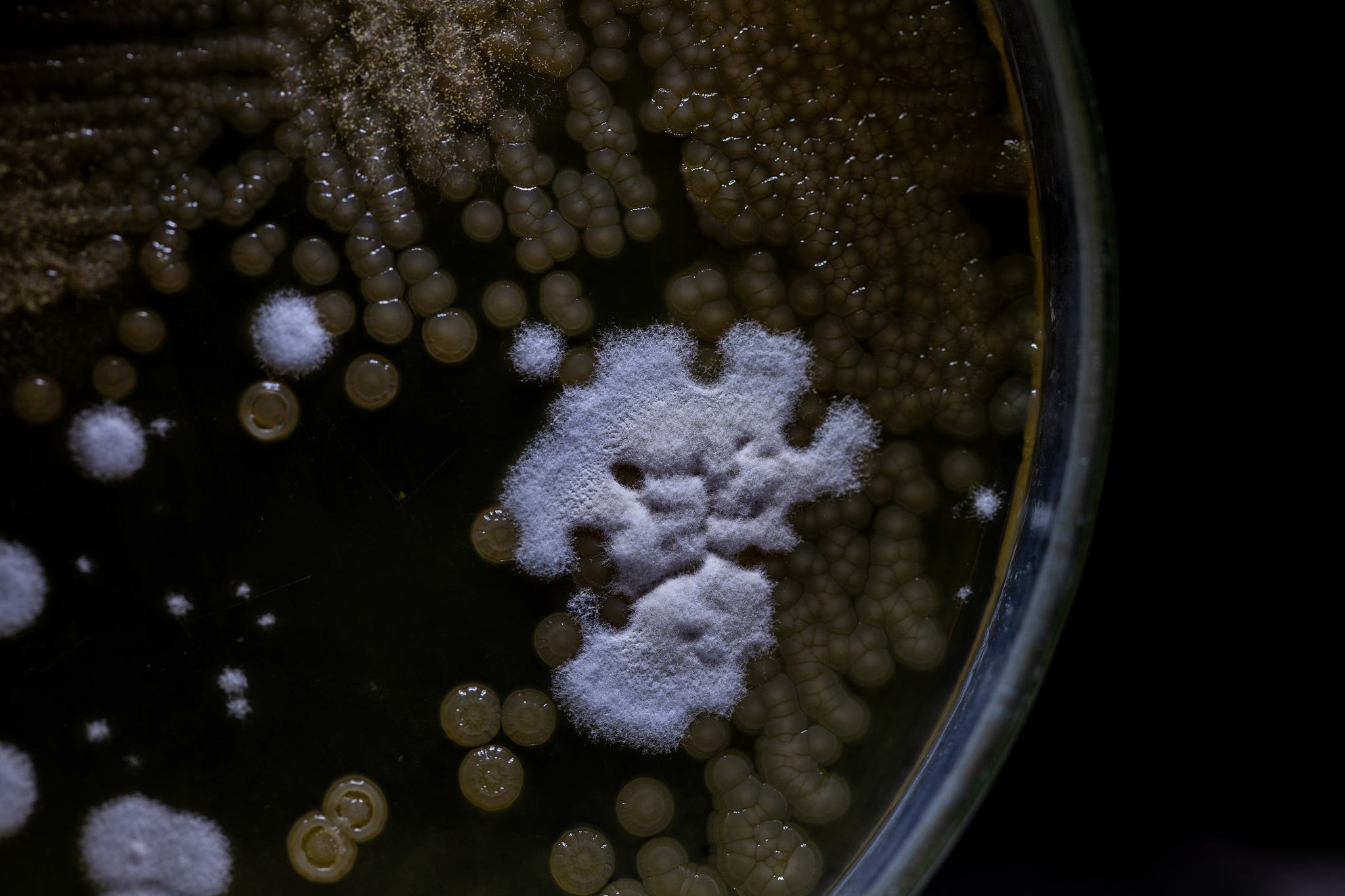 氯离子与盐湖微生物群落之间的关系是什么？氯离子与什么物种相关呢？有什么文献可以参考吗？