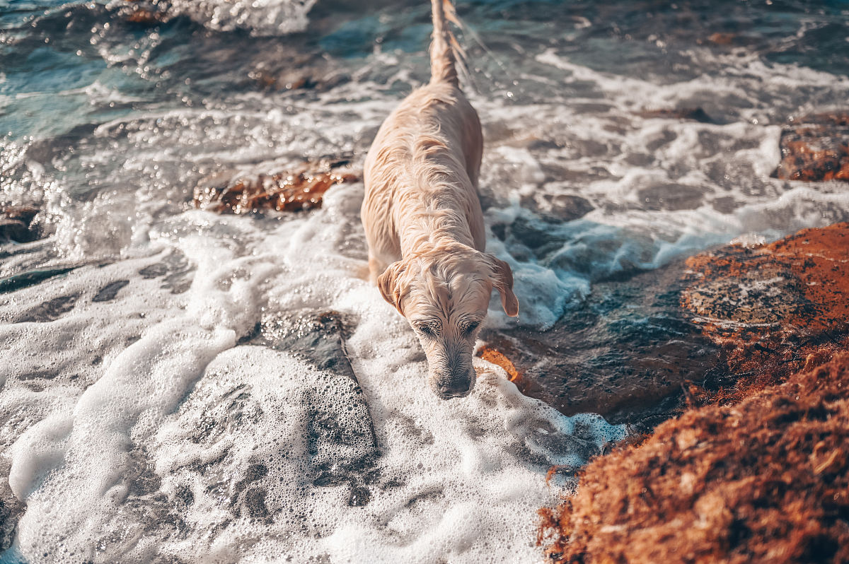 Unity 黑魂风格游戏玩家控制代码示例 - 跳跃、奔跑、行走和攻击