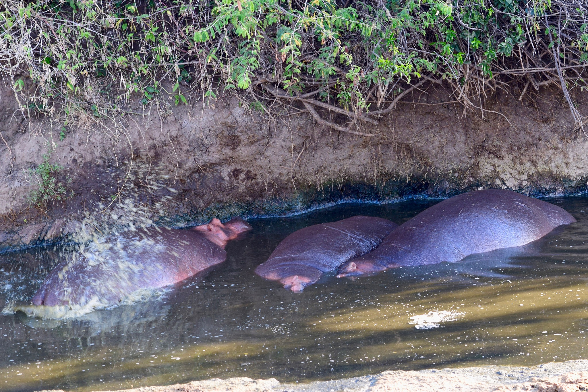 hippos in water 3
