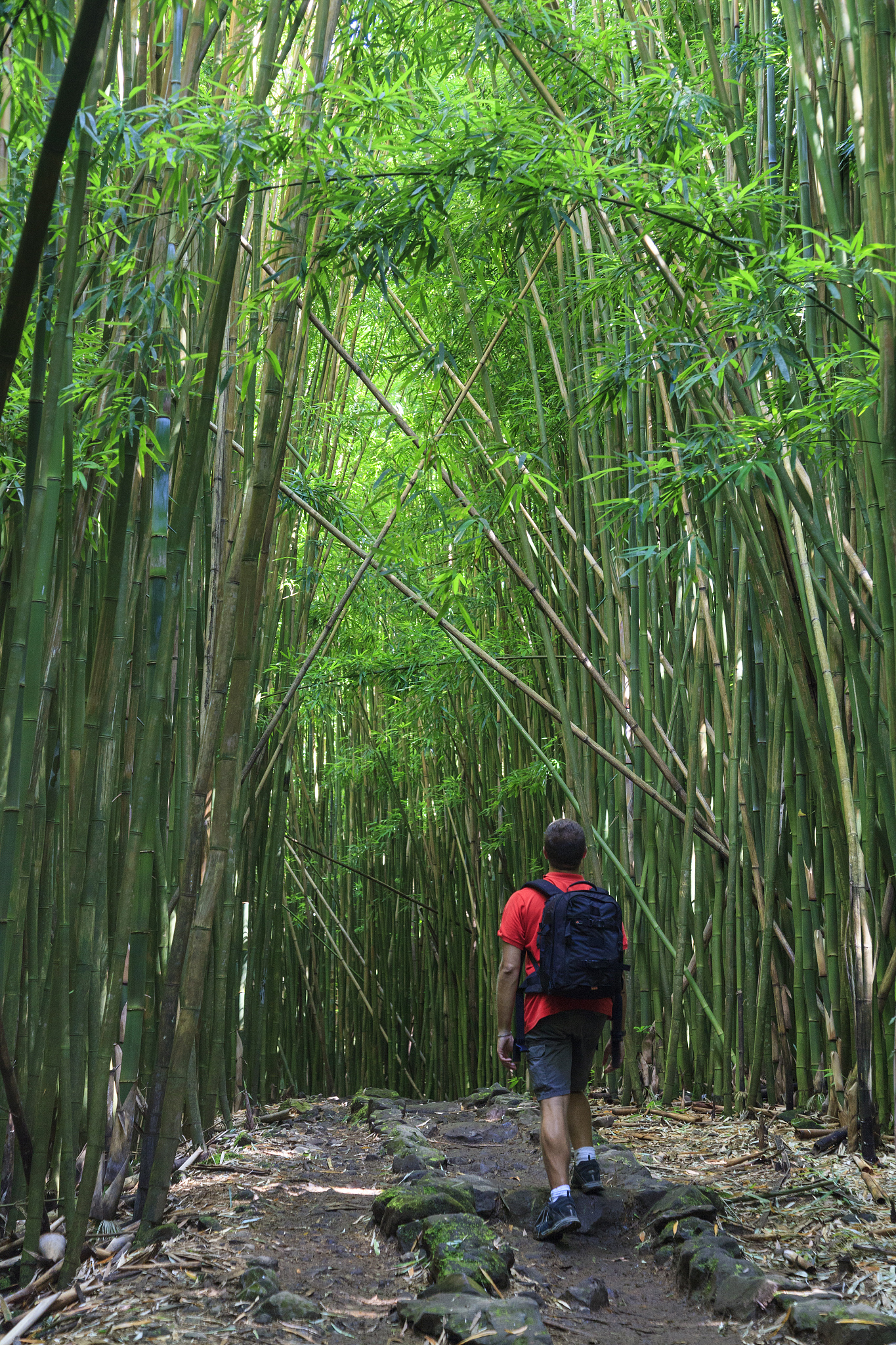 在竹林里找到男主角需要借阅资料该怎么展开故事描写