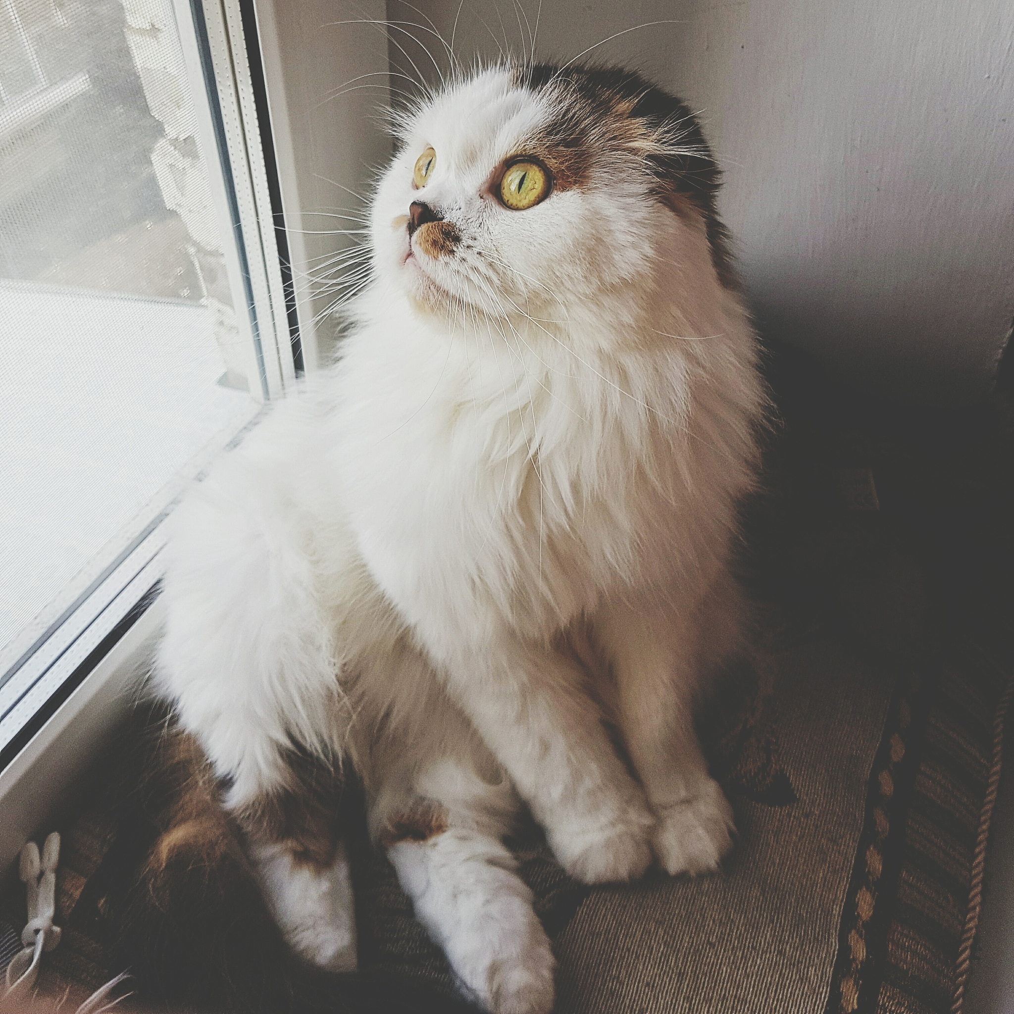 德文卷毛猫头顶凸起：是皮肤病吗？