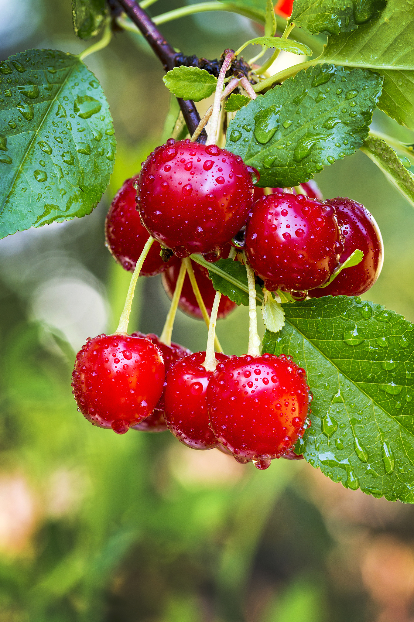 close-up of a cluster of cherries on the tree with water droplet