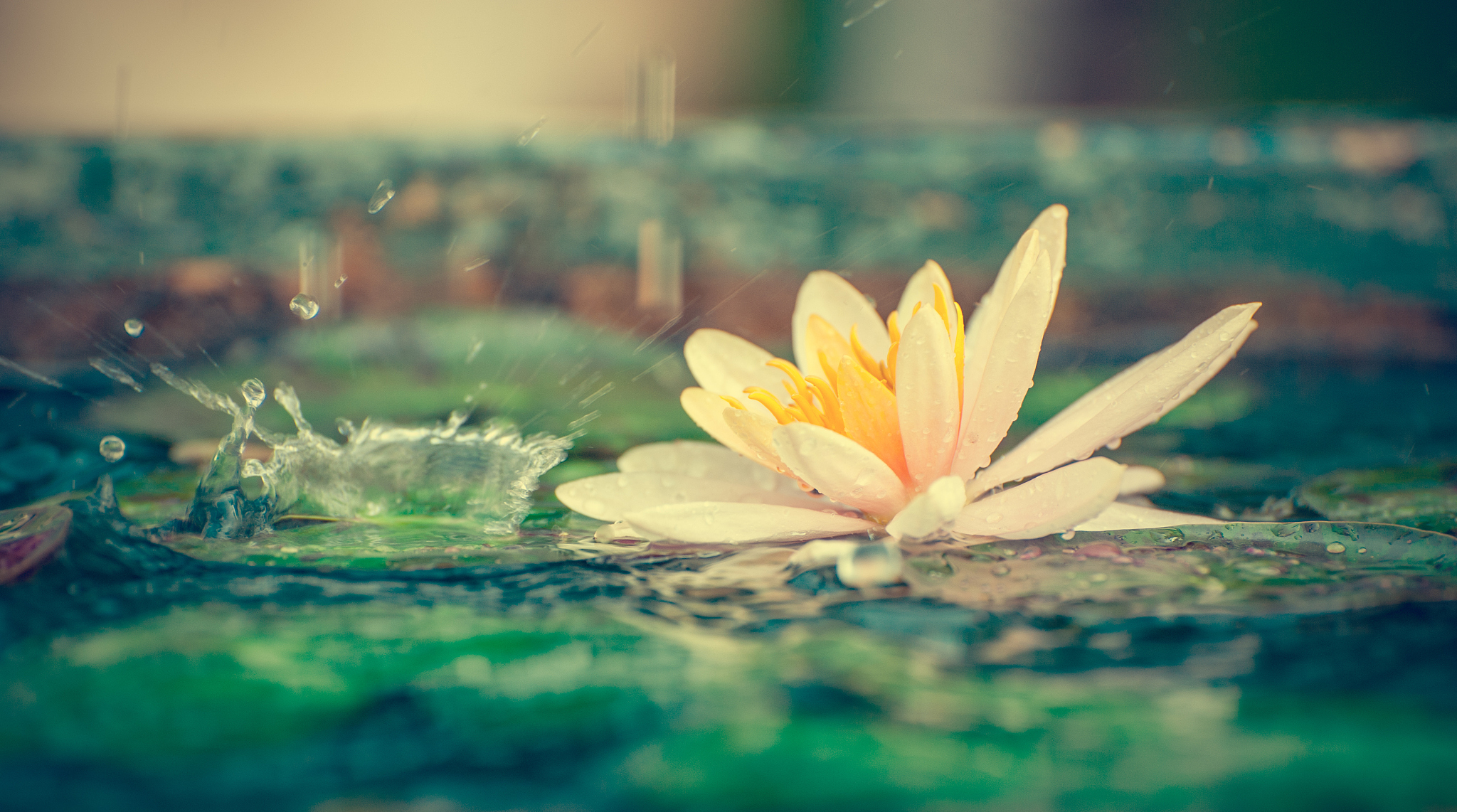 荷花颂 写一篇300字小学作文