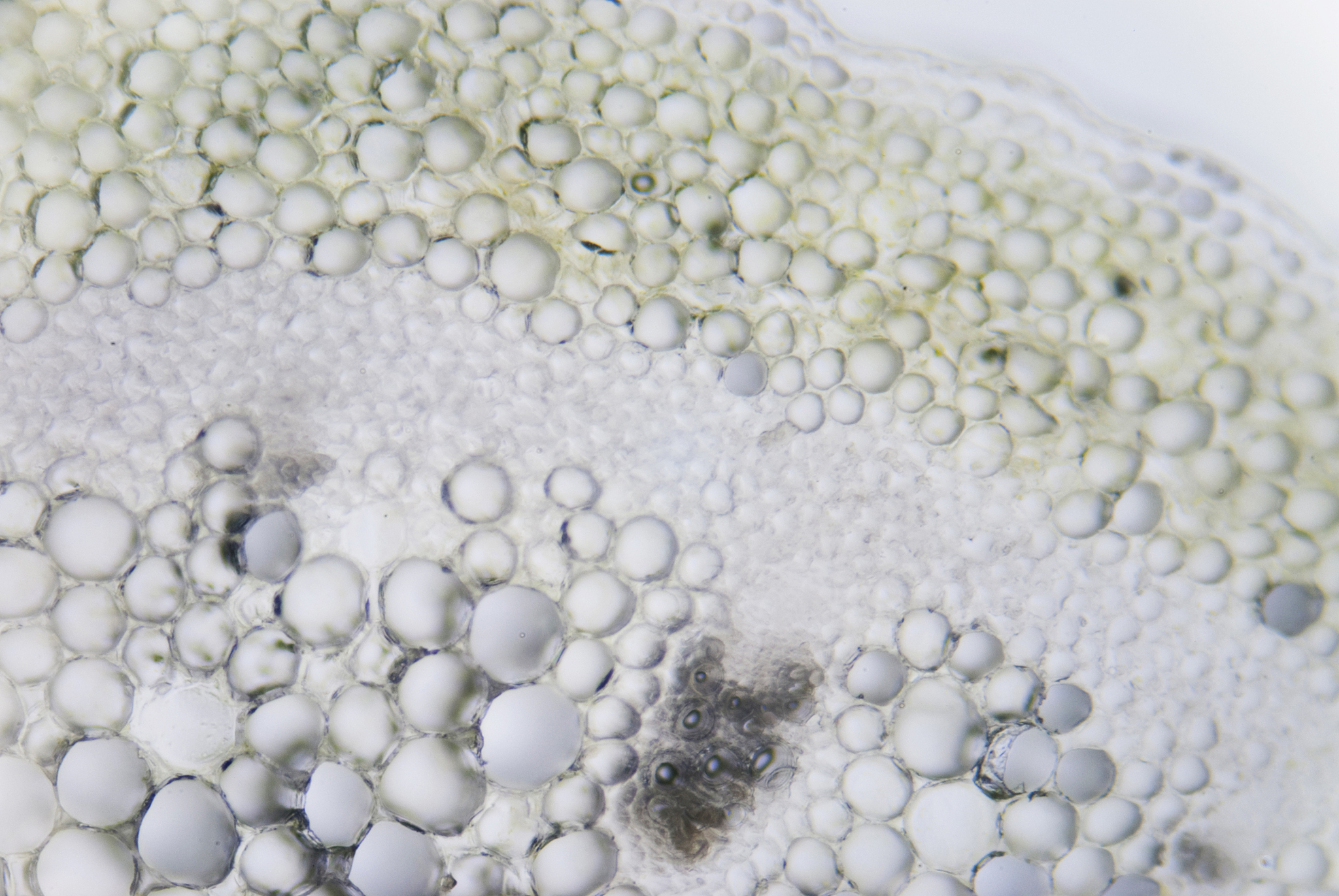 Bulk Modulus in Linear Elasticity: Consistency and Formula