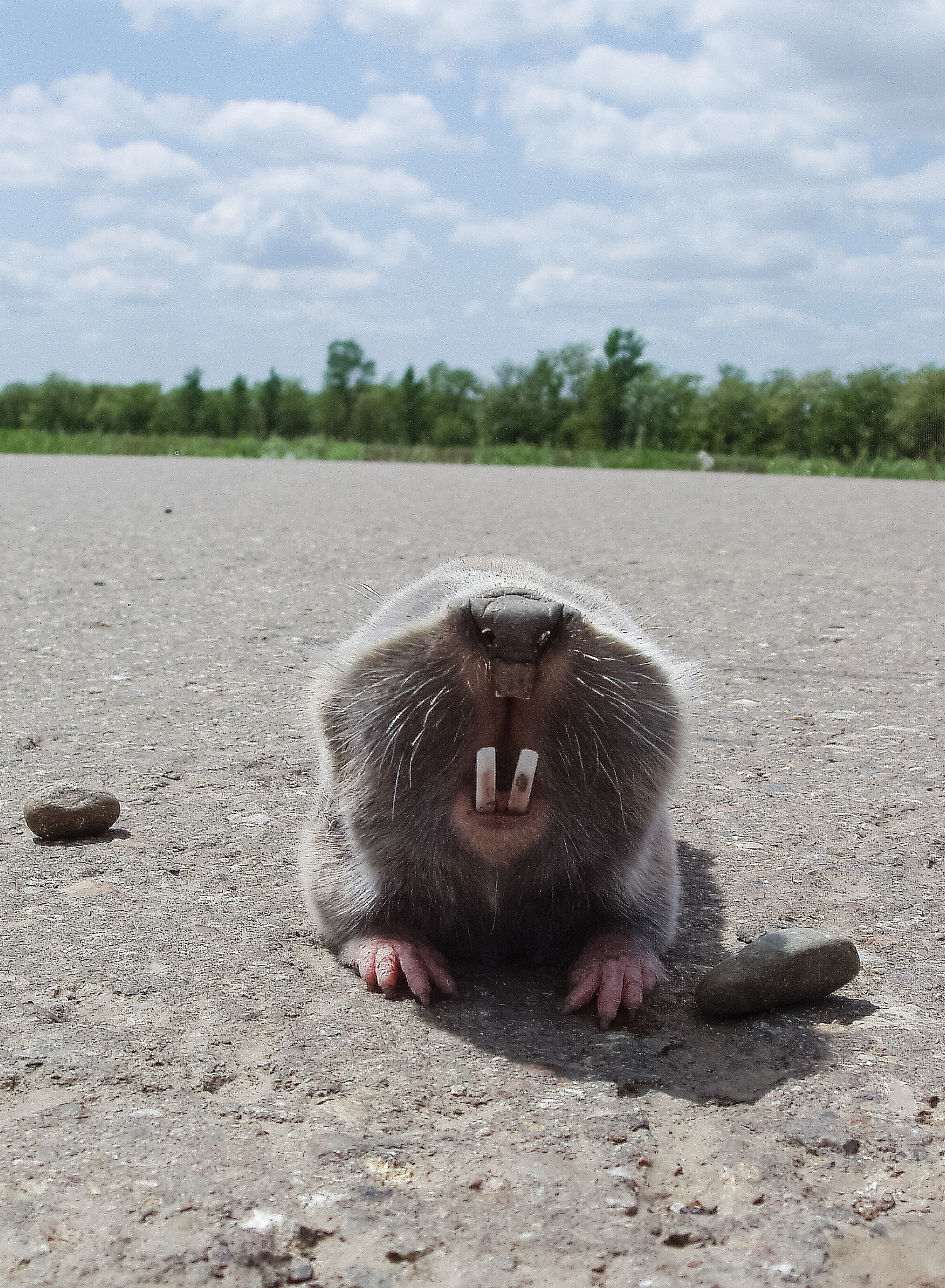 common mole rat, underground rodent, agricultural underground pe